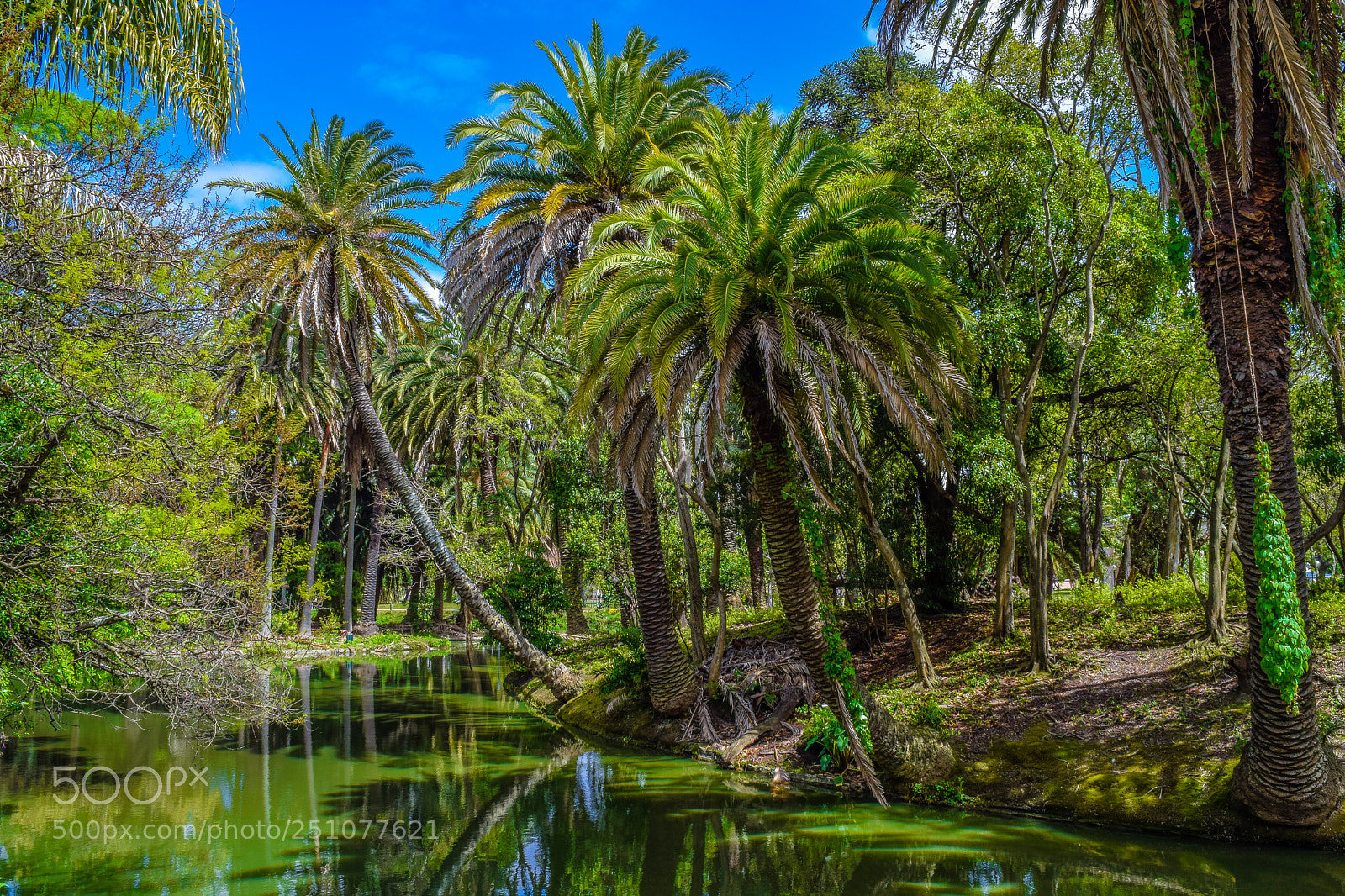 Nikon D5300 sample photo. Palm trees photography