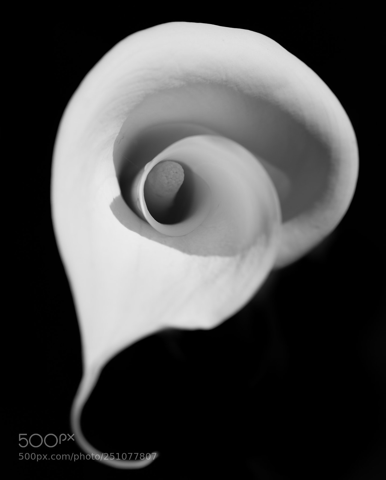 Sony a7R III sample photo. Calla lily en noir photography