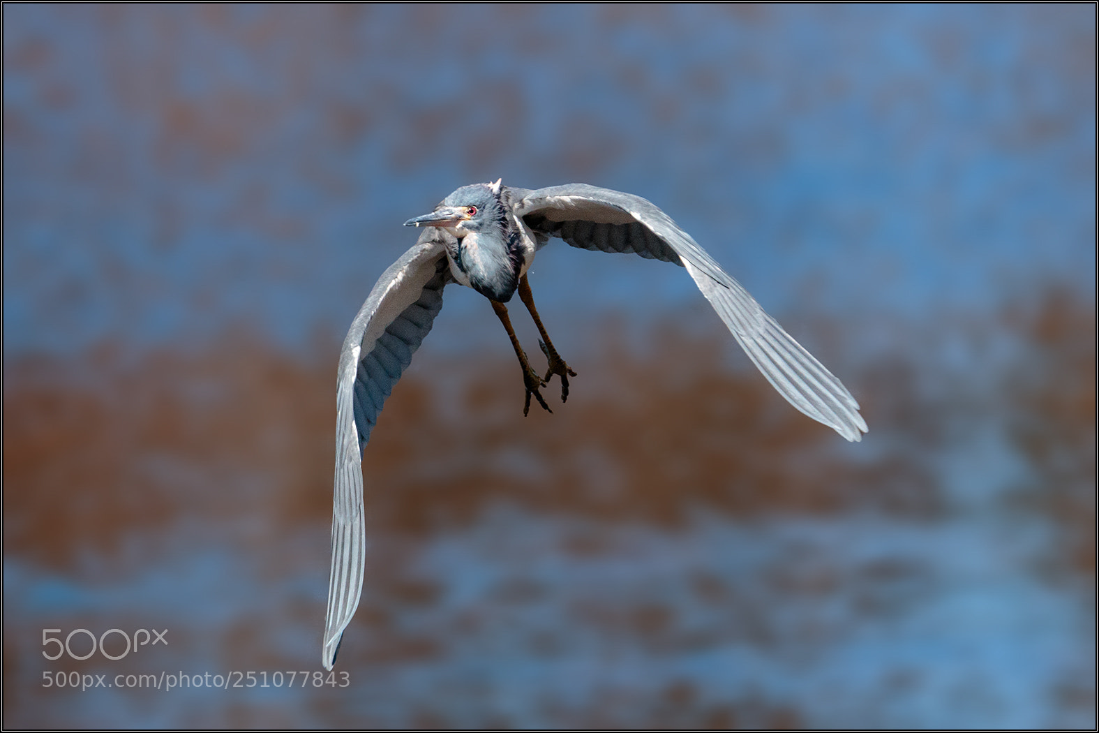 Canon EOS 70D sample photo. Tricolored heron in flight 1 photography