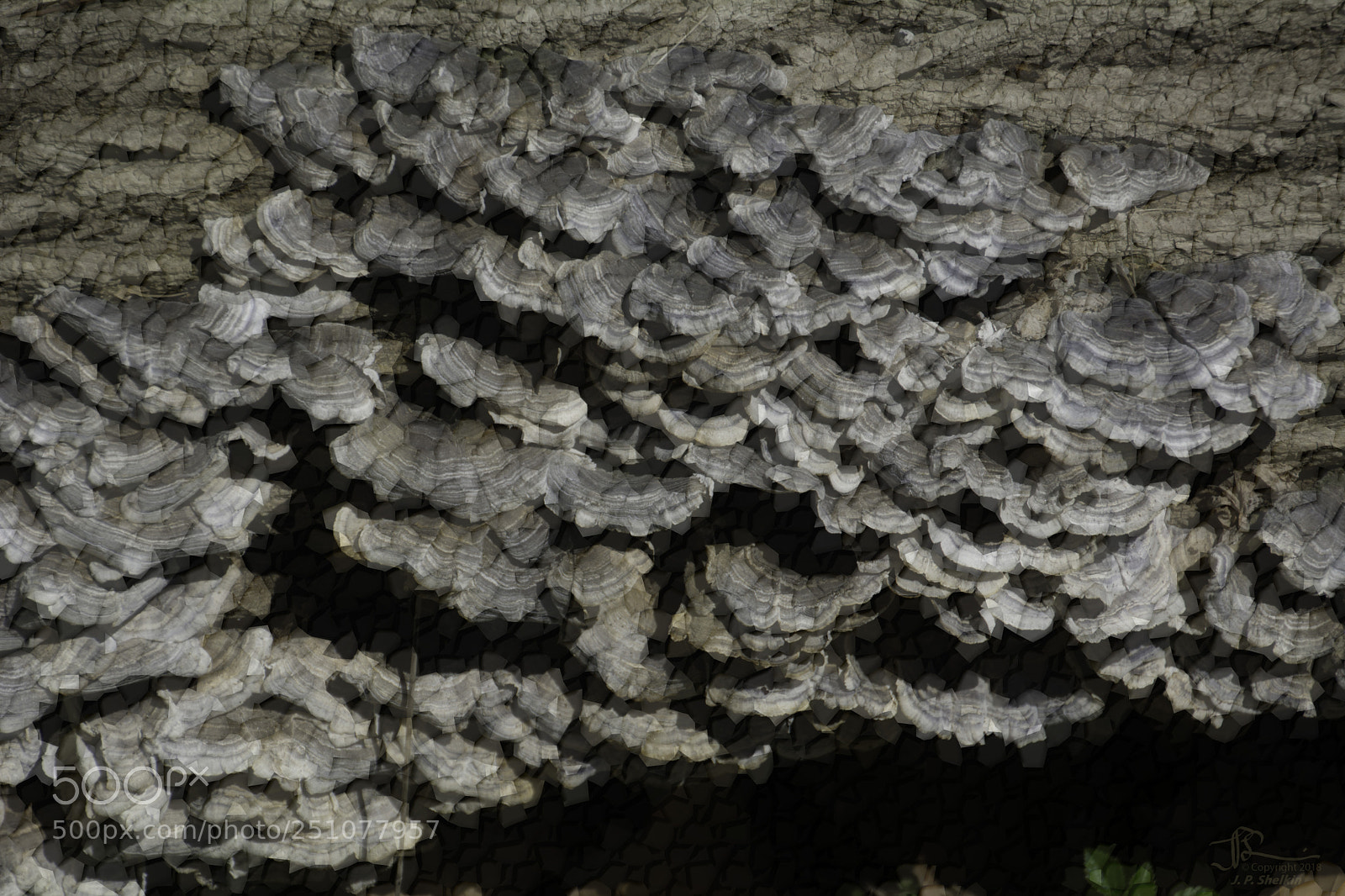 Nikon D7100 sample photo. Fungus mosaica photography
