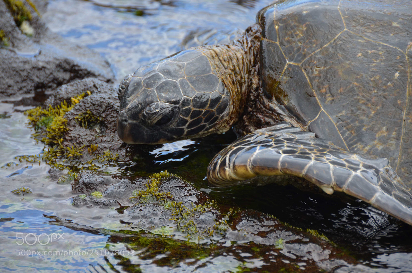 Nikon D7000 sample photo. Honu feeding photography