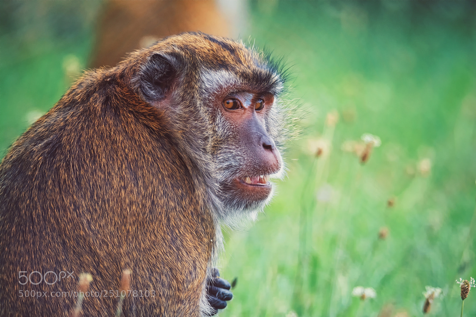 Nikon D7100 sample photo. Long-tailed macaque photography