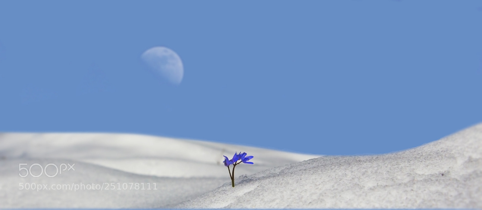 Canon EOS 700D (EOS Rebel T5i / EOS Kiss X7i) sample photo. Violet photography