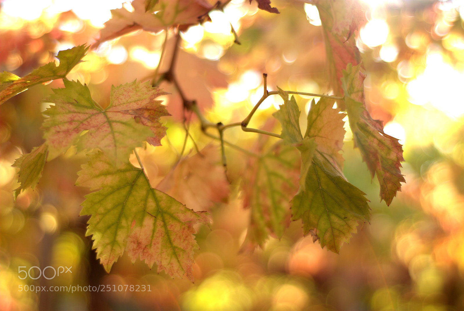 Nikon D60 sample photo. Autumn leaves on a photography