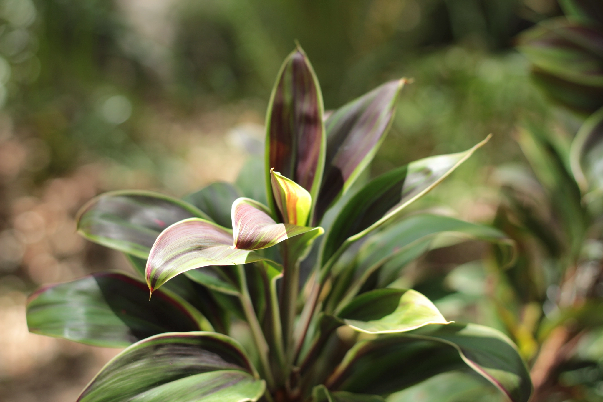 Canon EOS 1300D (EOS Rebel T6 / EOS Kiss X80) sample photo. Harry p. leu gardens photography