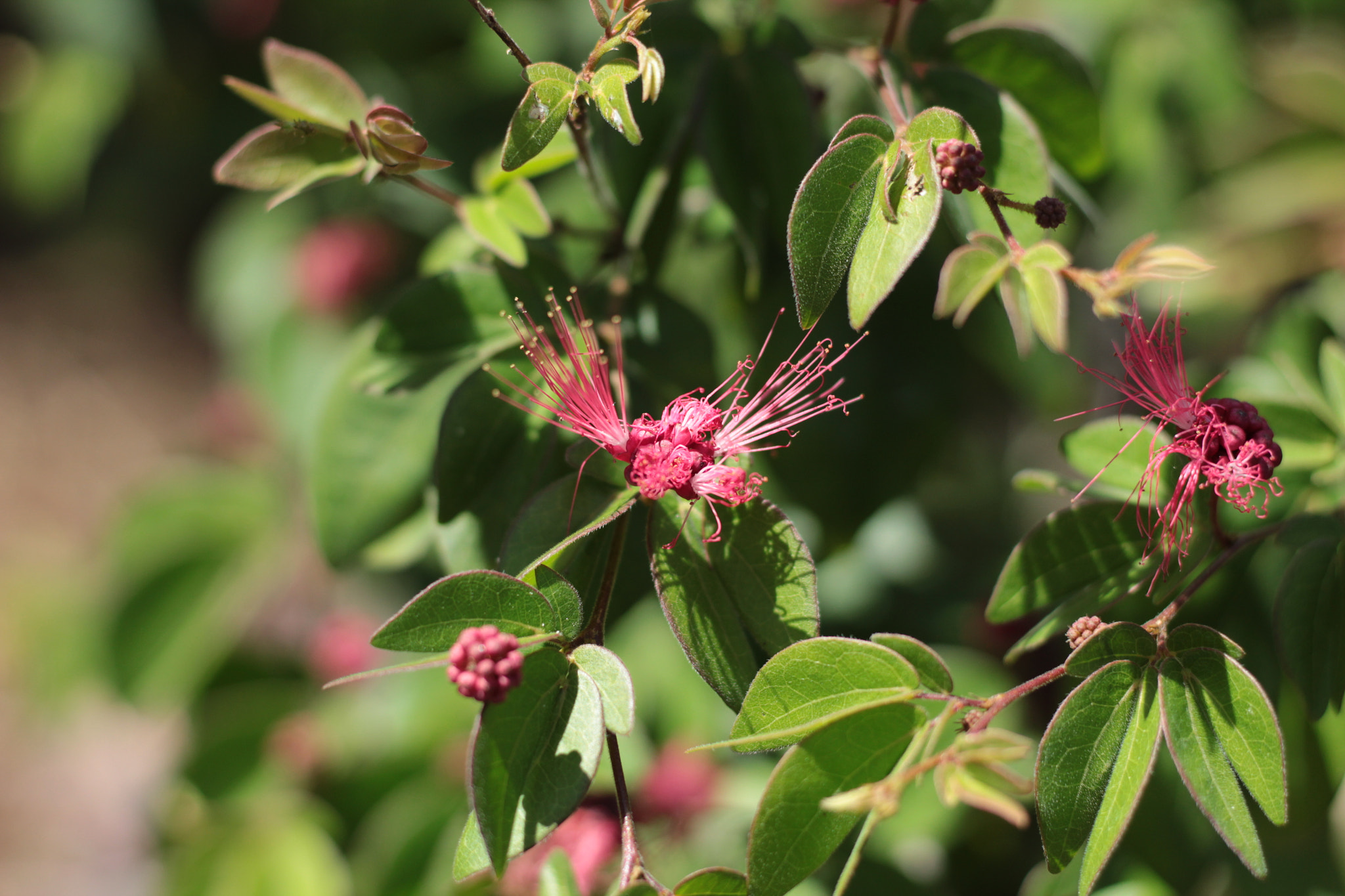 Canon EOS 1300D (EOS Rebel T6 / EOS Kiss X80) sample photo. Harry p. leu gardens photography