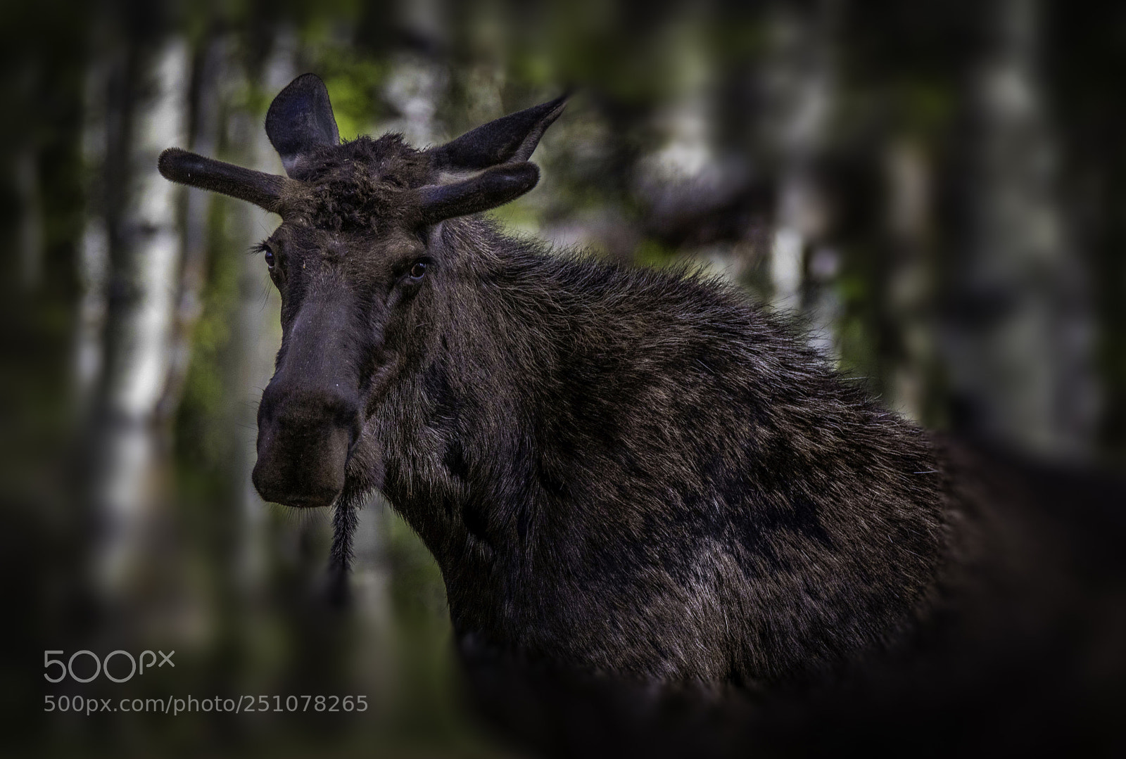 Canon EOS 5DS R sample photo. Moose photography