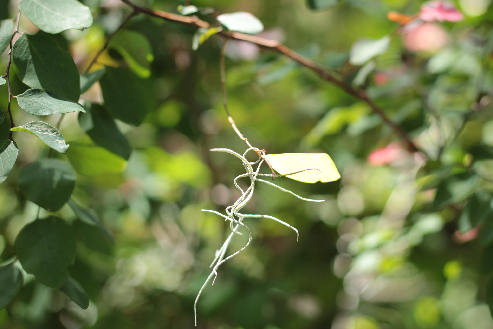 Canon EOS 1300D (EOS Rebel T6 / EOS Kiss X80) sample photo. Harry p. leu gardens photography