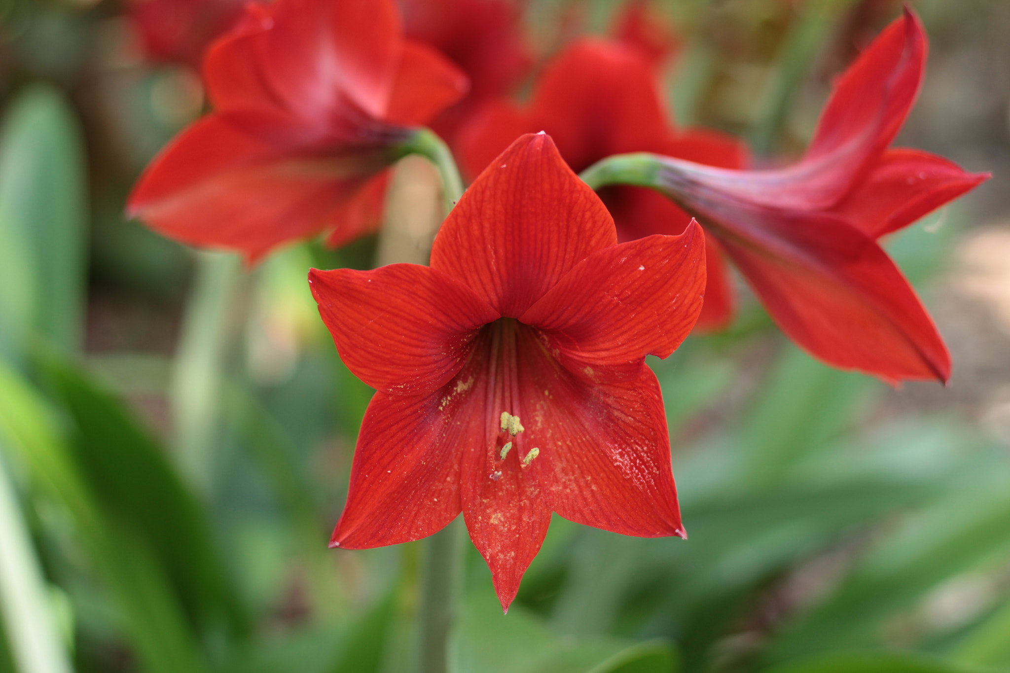 Canon EOS 1300D (EOS Rebel T6 / EOS Kiss X80) sample photo. Harry p. leu gardens photography