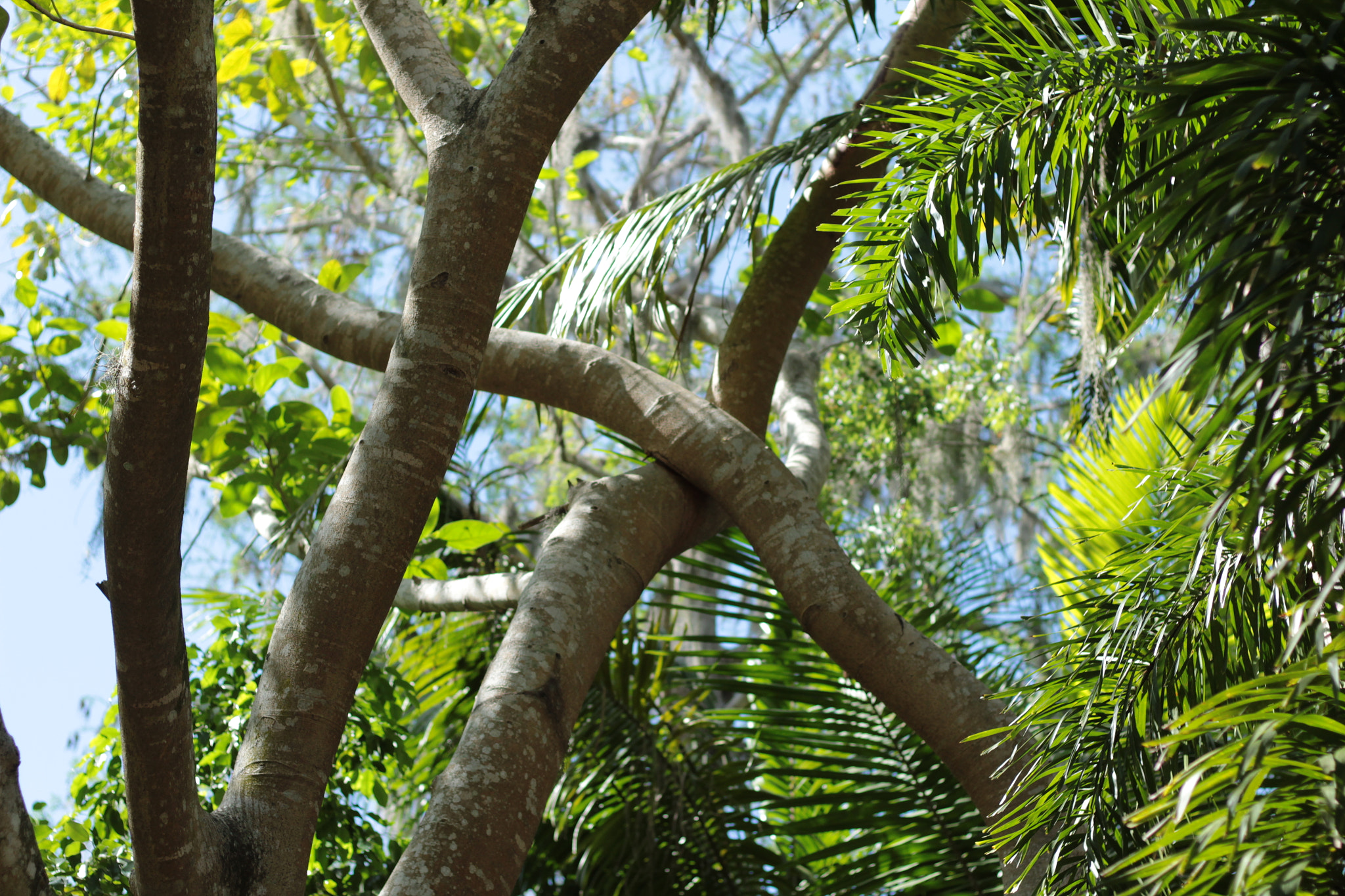 Canon EOS 1300D (EOS Rebel T6 / EOS Kiss X80) sample photo. Harry p. leu gardens photography