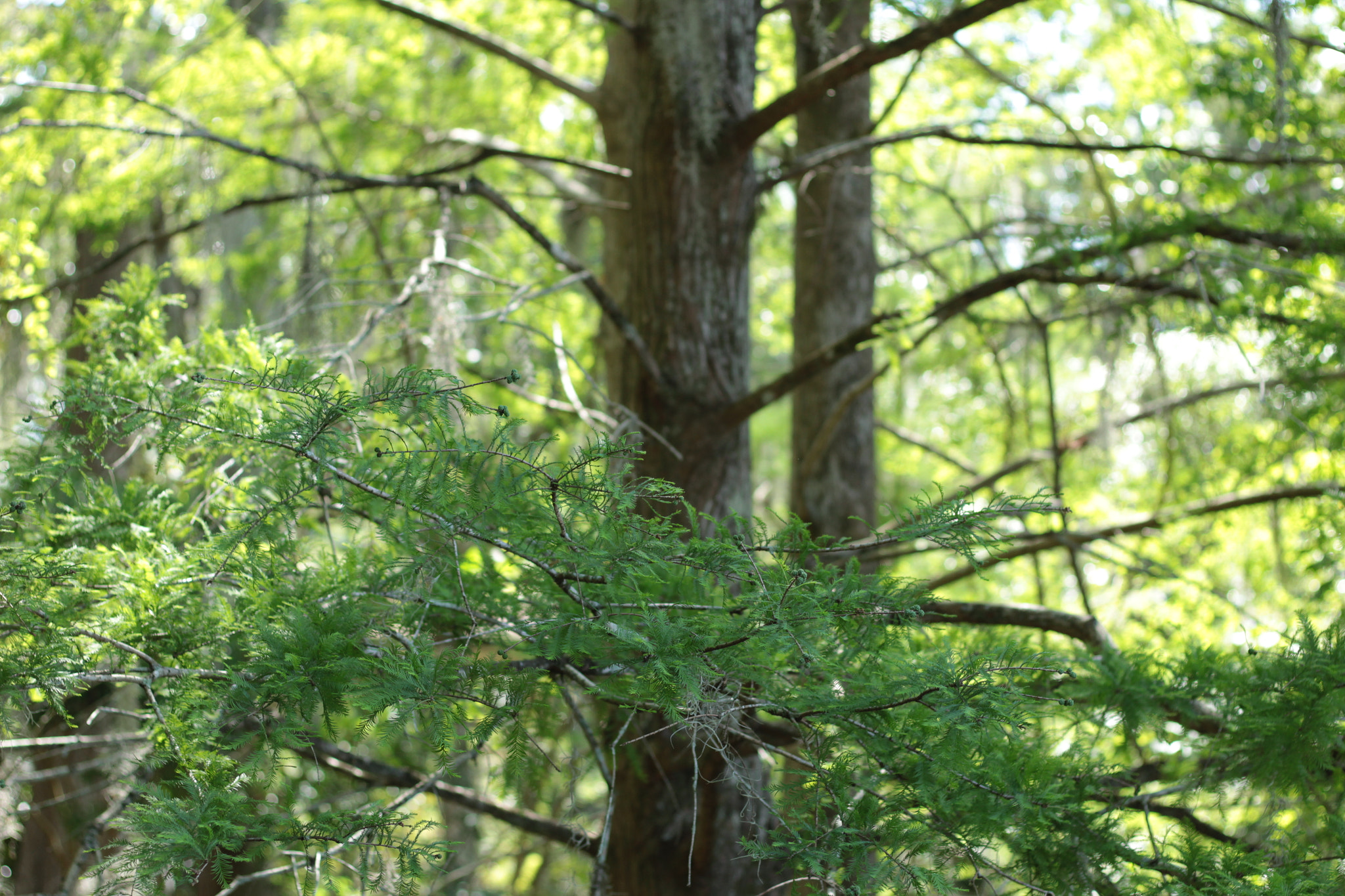 Canon EOS 1300D (EOS Rebel T6 / EOS Kiss X80) sample photo. Harry p. leu gardens photography