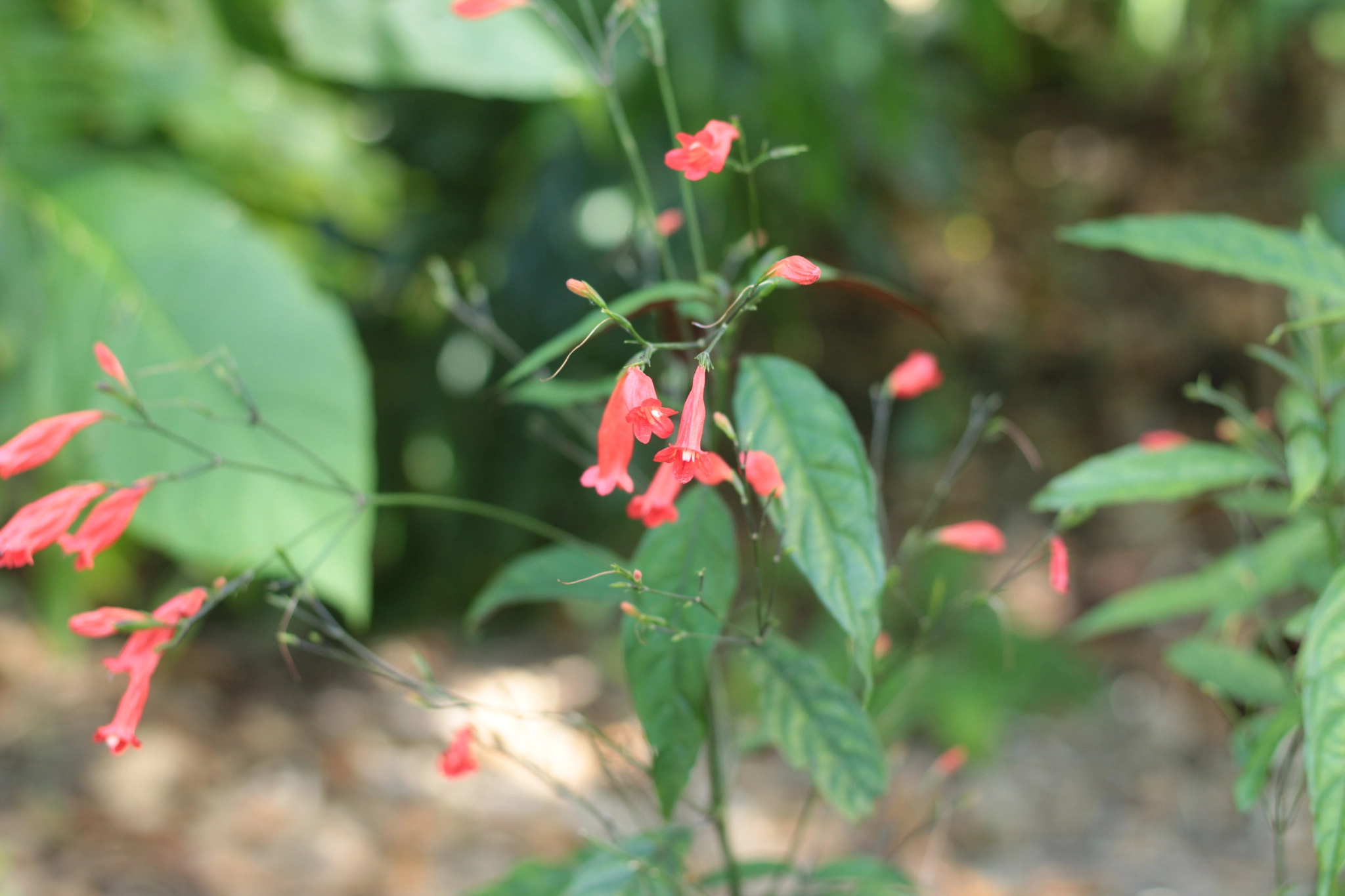 Canon EOS 1300D (EOS Rebel T6 / EOS Kiss X80) sample photo. Harry p. leu gardens photography