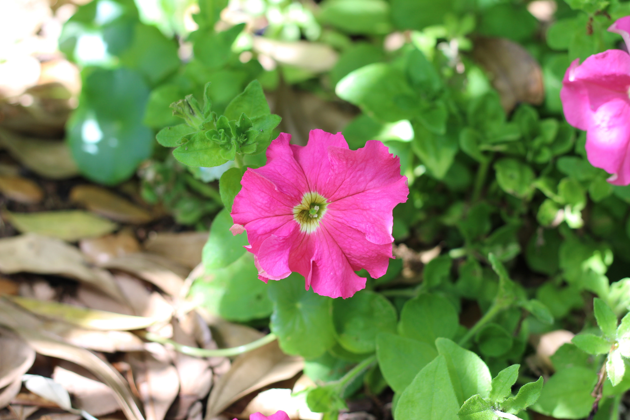 Canon EOS 1300D (EOS Rebel T6 / EOS Kiss X80) sample photo. Harry p. leu gardens photography