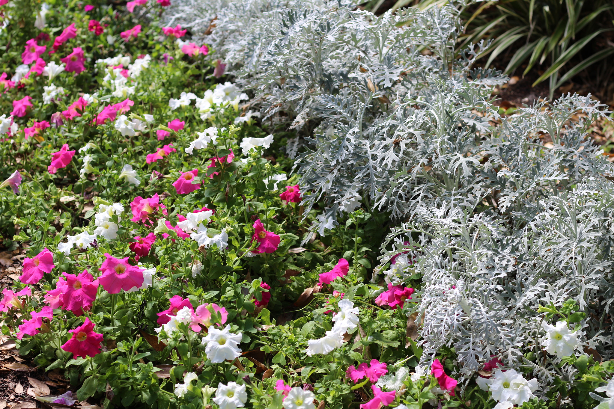 Canon EOS 1300D (EOS Rebel T6 / EOS Kiss X80) sample photo. Harry p. leu gardens photography