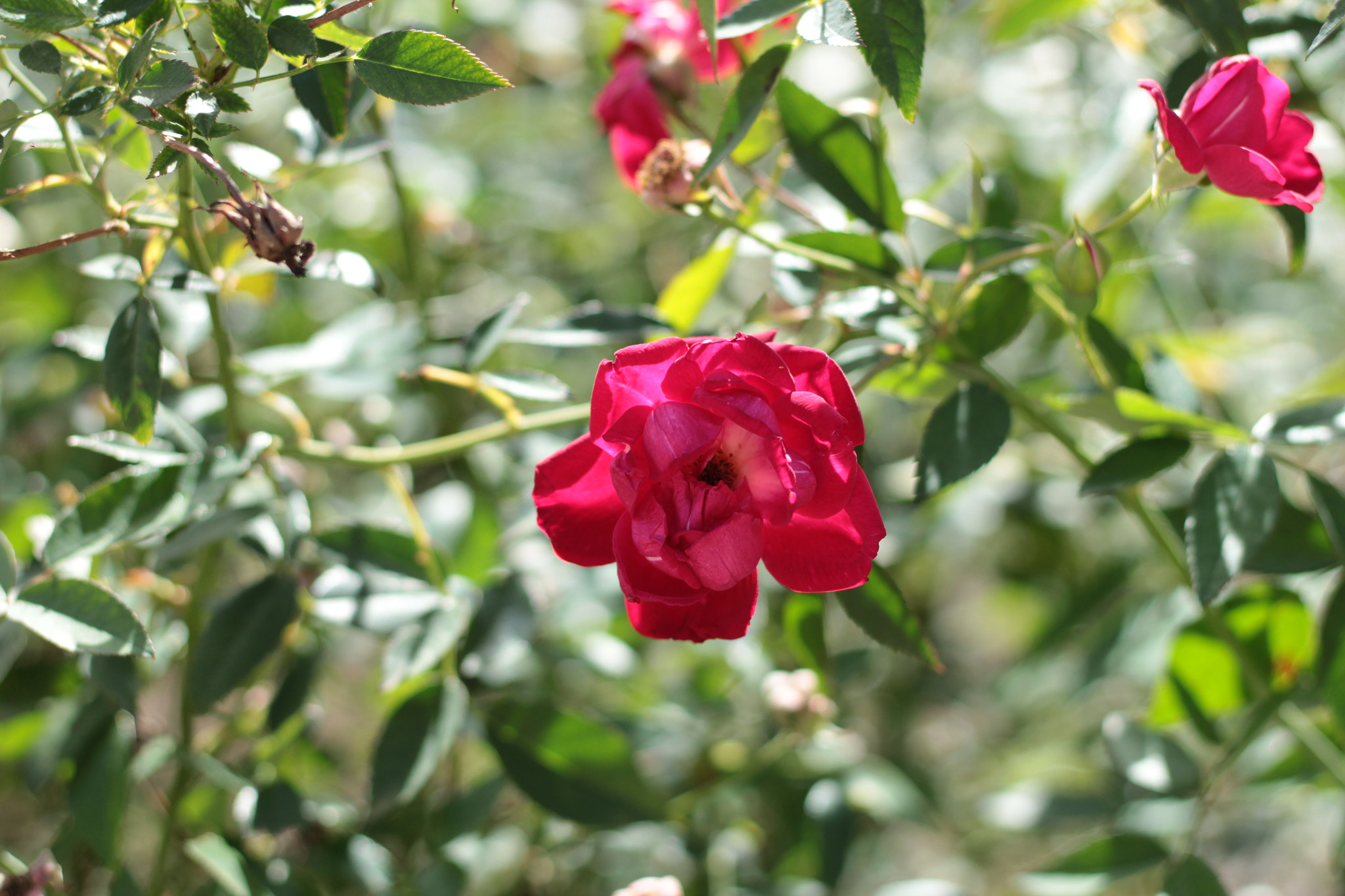 Canon EOS 1300D (EOS Rebel T6 / EOS Kiss X80) sample photo. Harry p. leu gardens photography