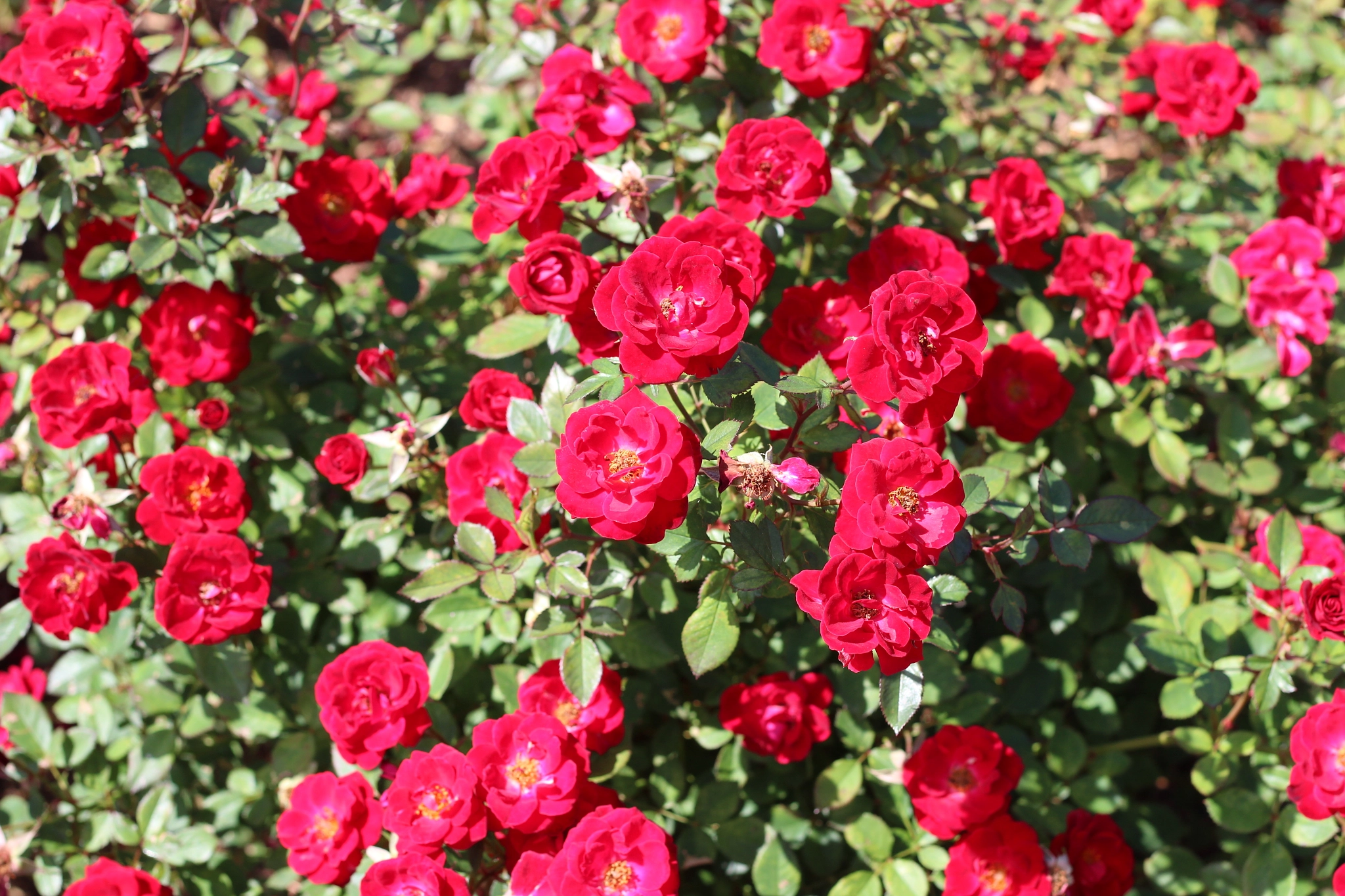Canon EOS 1300D (EOS Rebel T6 / EOS Kiss X80) sample photo. Harry p. leu gardens photography