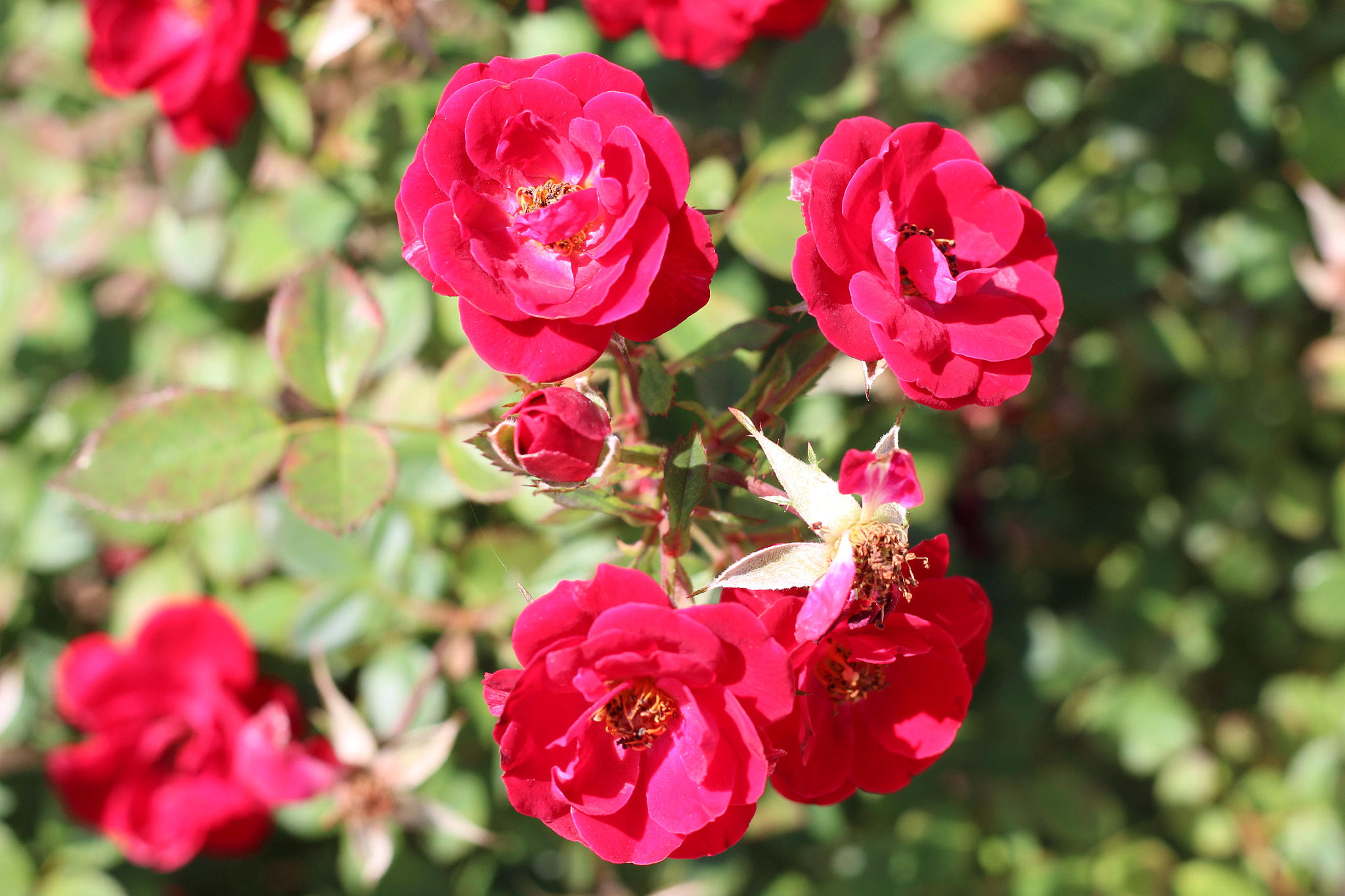 Canon EOS 1300D (EOS Rebel T6 / EOS Kiss X80) sample photo. Harry p. leu gardens photography