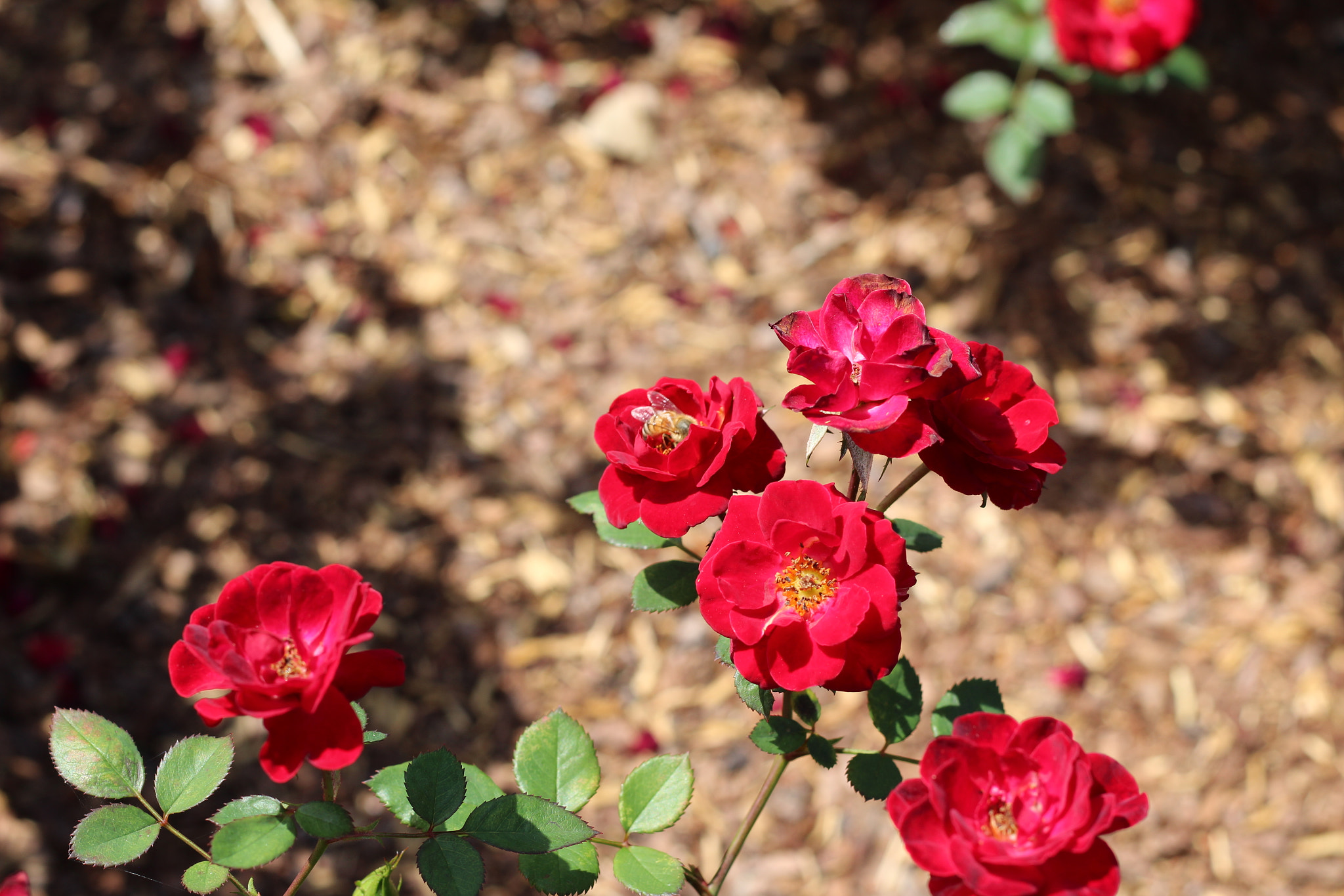 Canon EOS 1300D (EOS Rebel T6 / EOS Kiss X80) sample photo. Harry p. leu gardens photography