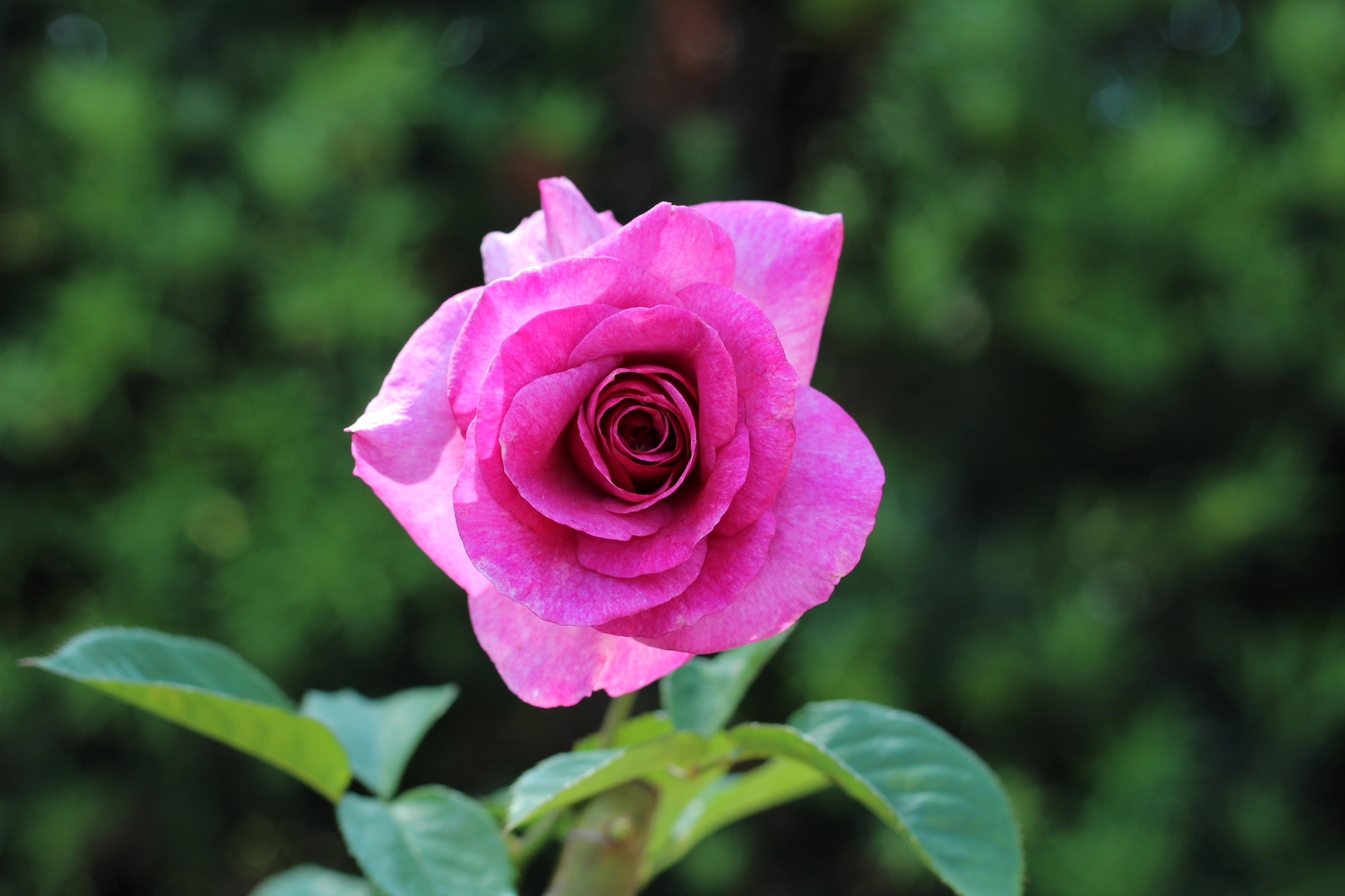 Canon EOS 1300D (EOS Rebel T6 / EOS Kiss X80) sample photo. Harry p. leu gardens photography