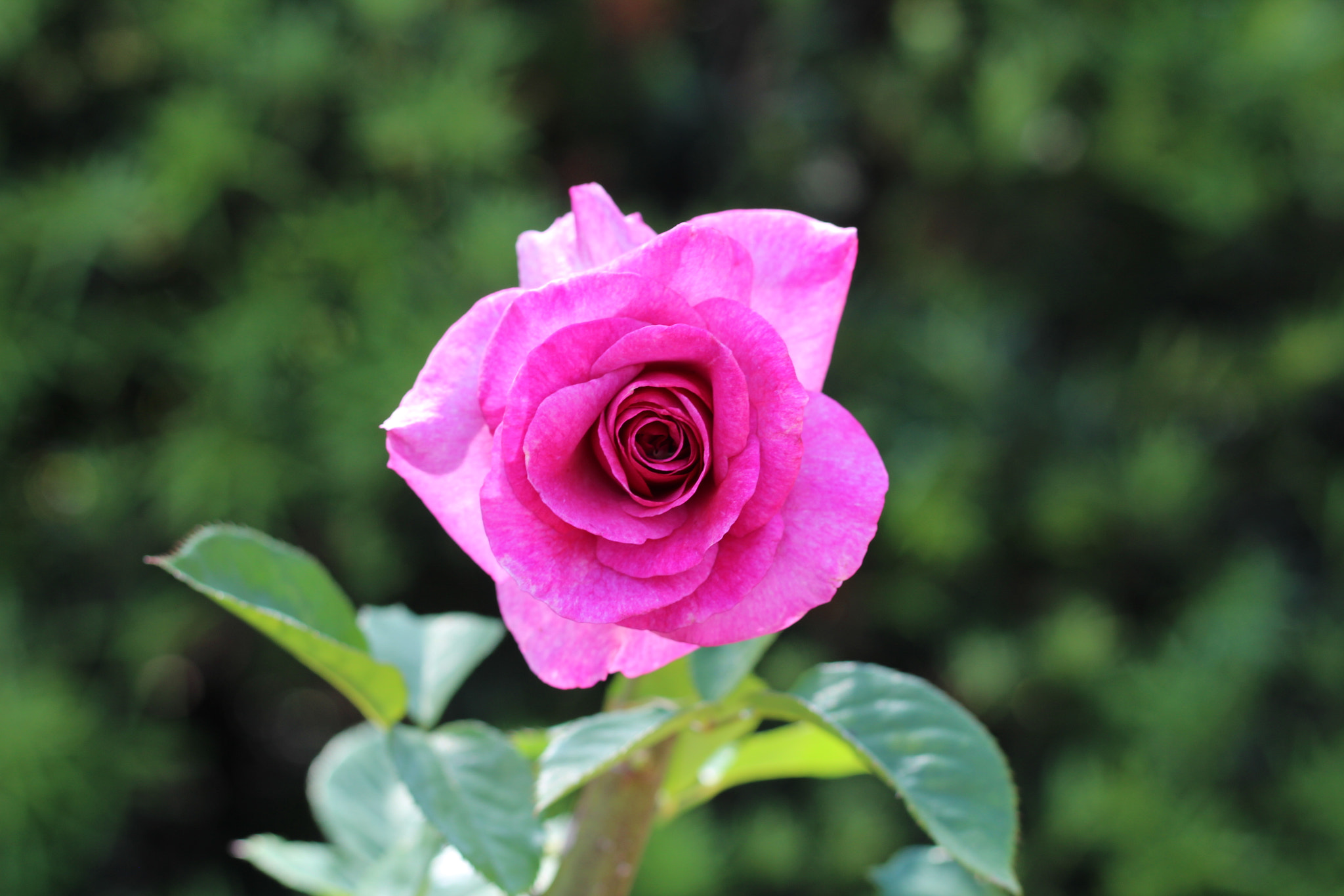 Canon EOS 1300D (EOS Rebel T6 / EOS Kiss X80) sample photo. Harry p. leu gardens photography