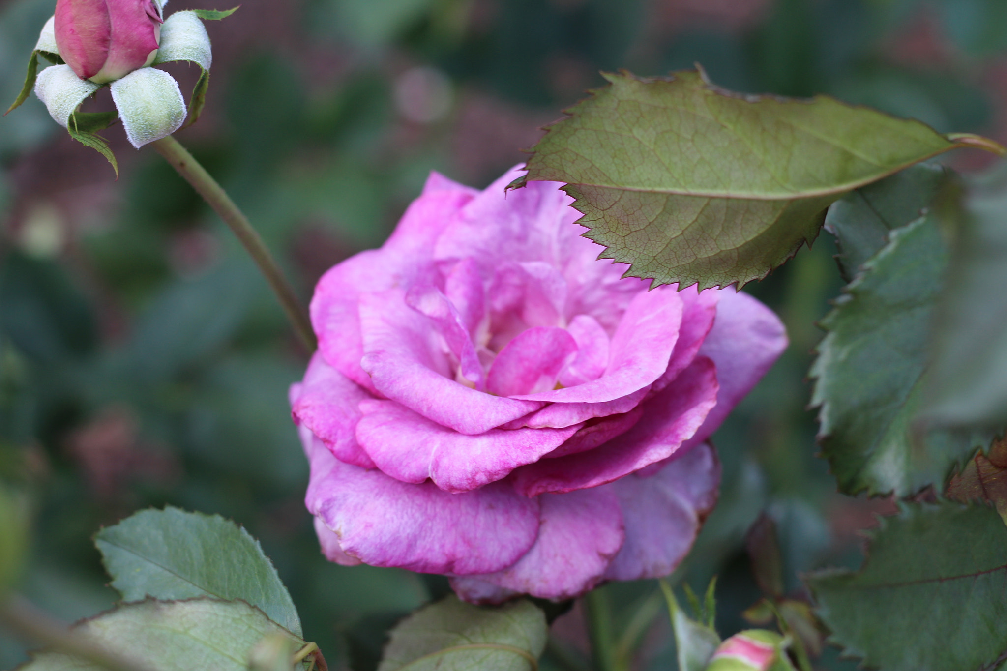 Canon EOS 1300D (EOS Rebel T6 / EOS Kiss X80) sample photo. Harry p. leu gardens photography