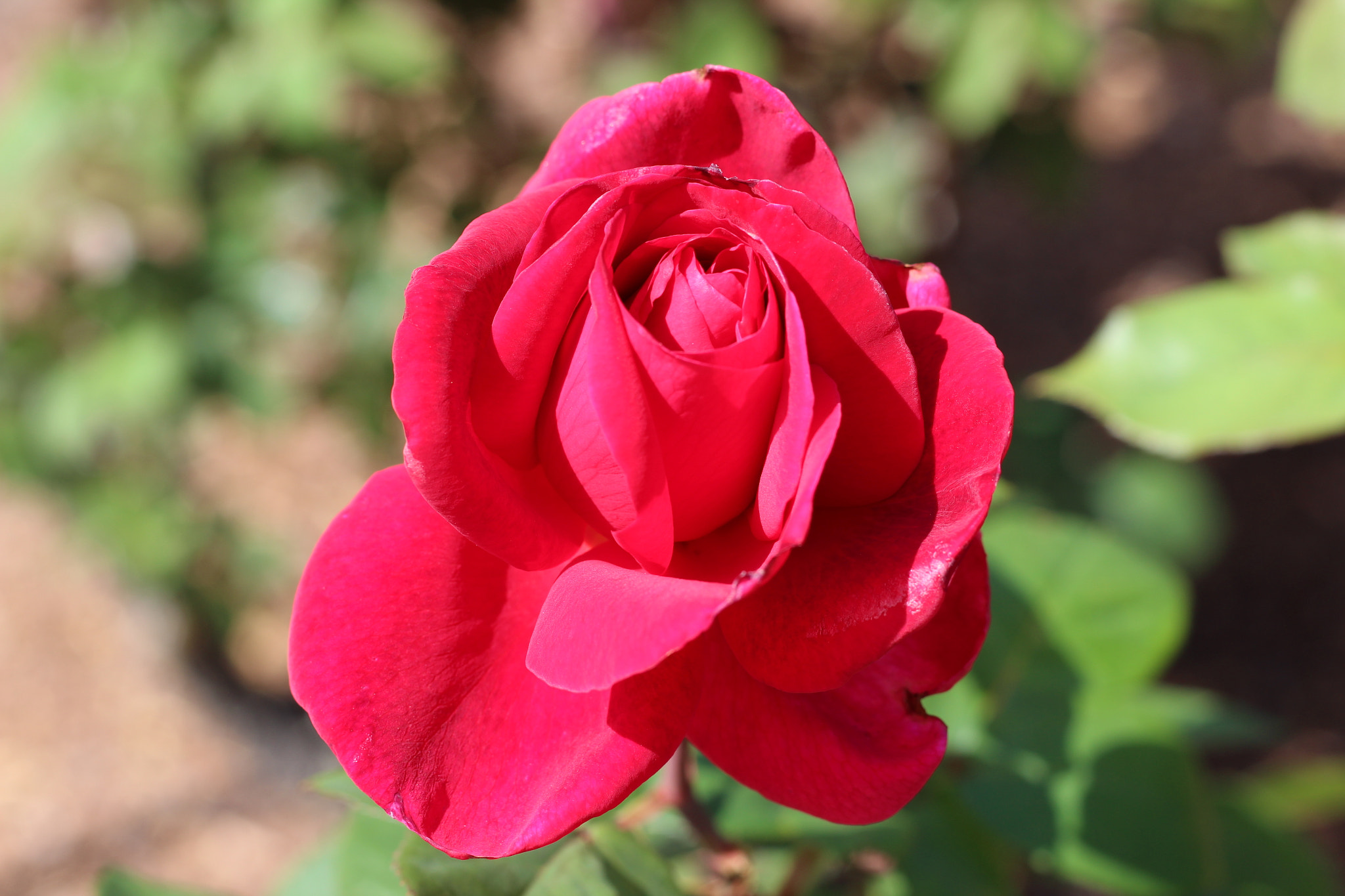 Canon EOS 1300D (EOS Rebel T6 / EOS Kiss X80) sample photo. Harry p. leu gardens photography