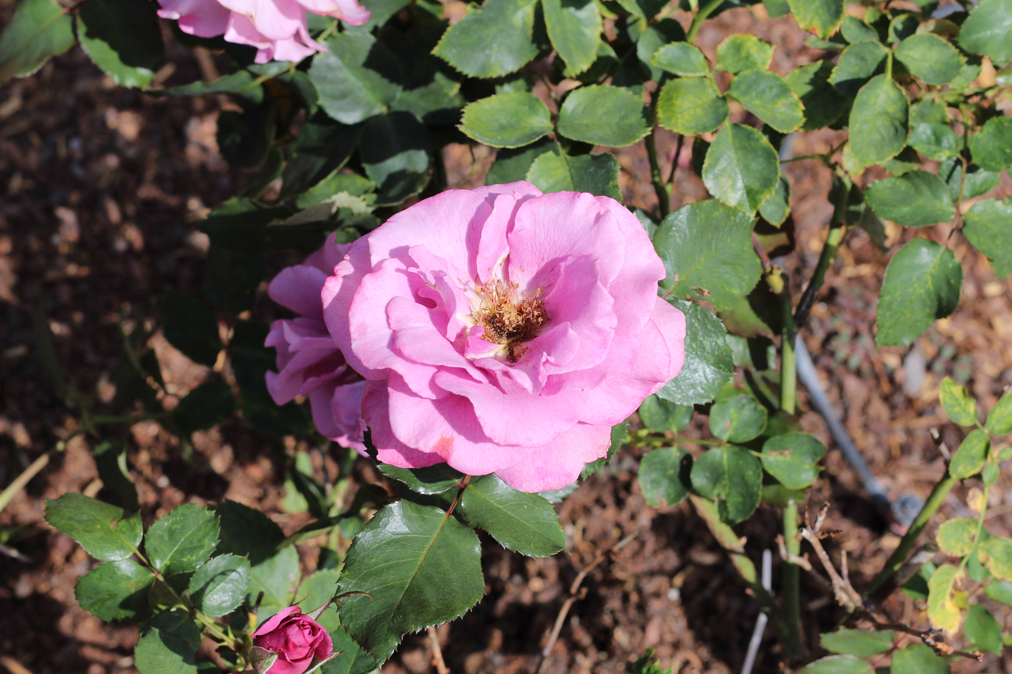 Canon EOS 1300D (EOS Rebel T6 / EOS Kiss X80) sample photo. Harry p. leu gardens photography