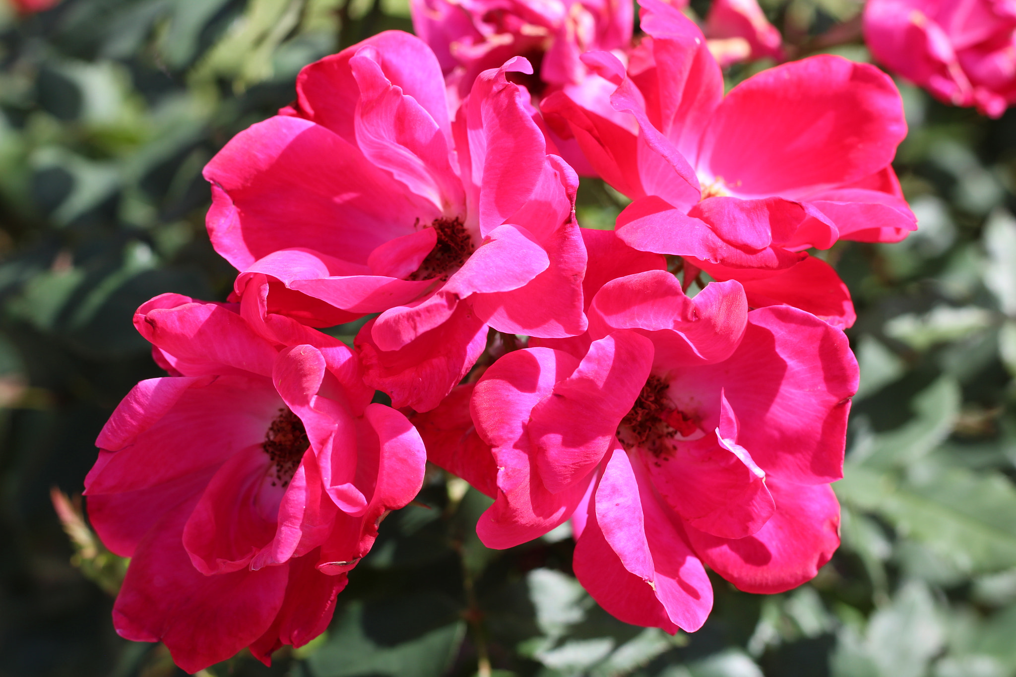 Canon EOS 1300D (EOS Rebel T6 / EOS Kiss X80) sample photo. Harry p. leu gardens photography