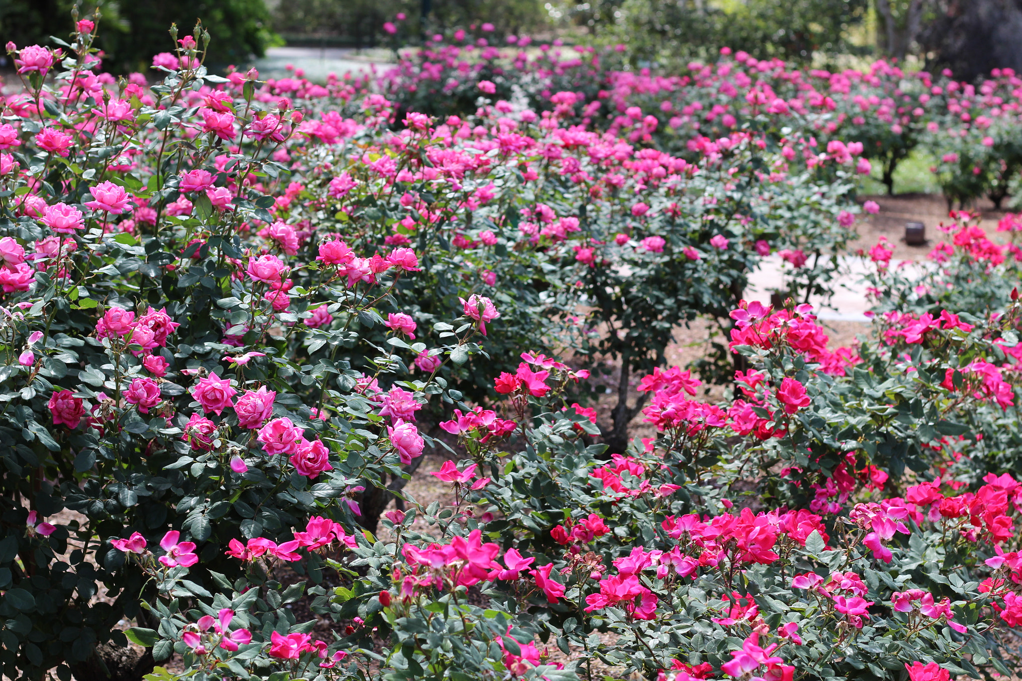 Canon EOS 1300D (EOS Rebel T6 / EOS Kiss X80) sample photo. Harry p. leu gardens photography