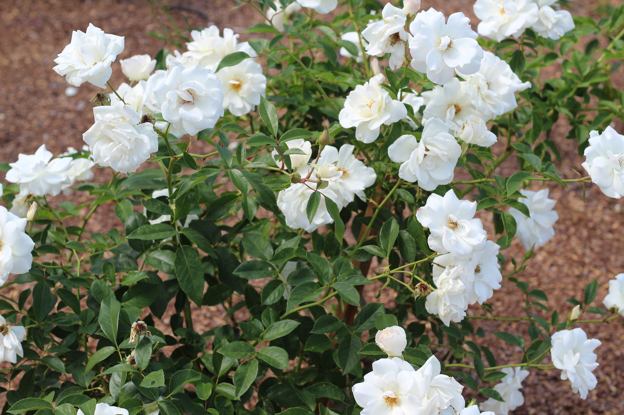 Canon EOS 1300D (EOS Rebel T6 / EOS Kiss X80) sample photo. Harry p. leu gardens photography