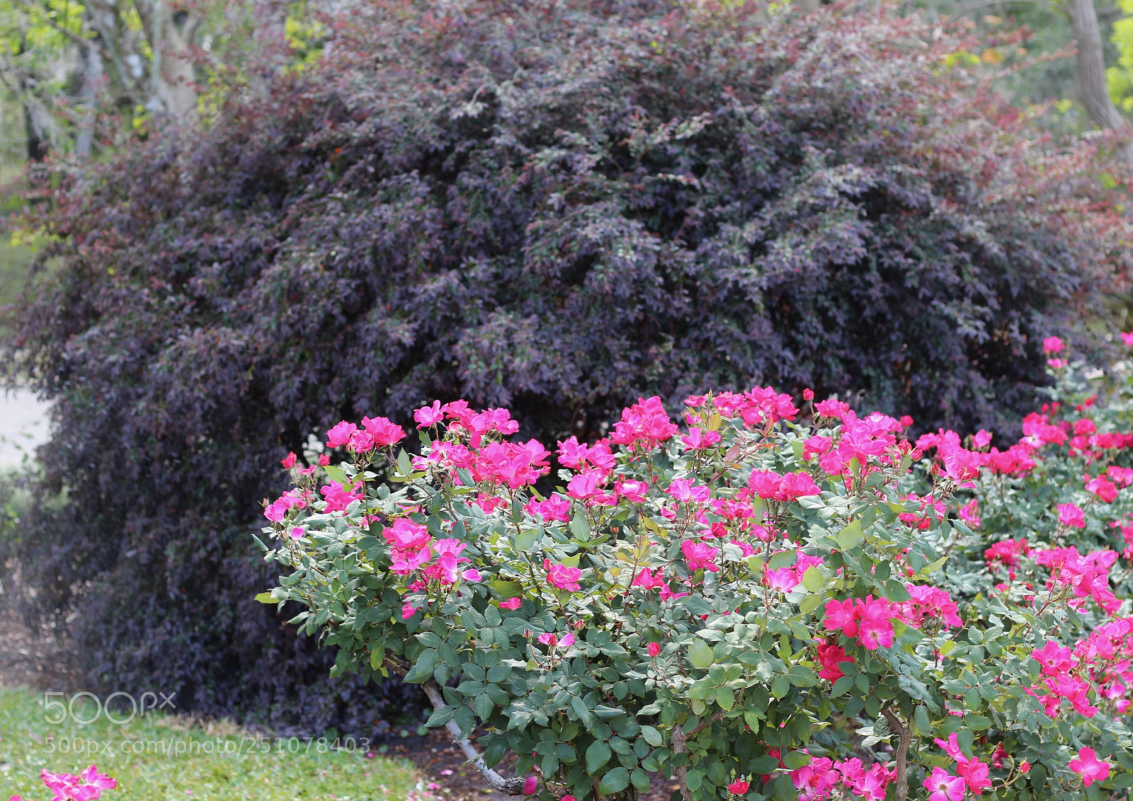 Canon EOS 1300D (EOS Rebel T6 / EOS Kiss X80) sample photo. Harry p. leu gardens photography