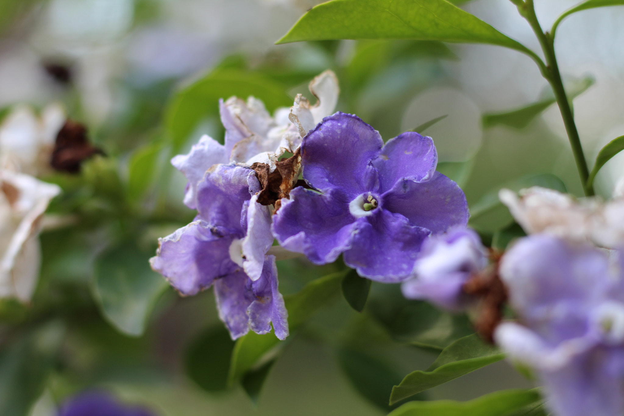 Canon EOS 1300D (EOS Rebel T6 / EOS Kiss X80) sample photo. Harry p. leu gardens photography