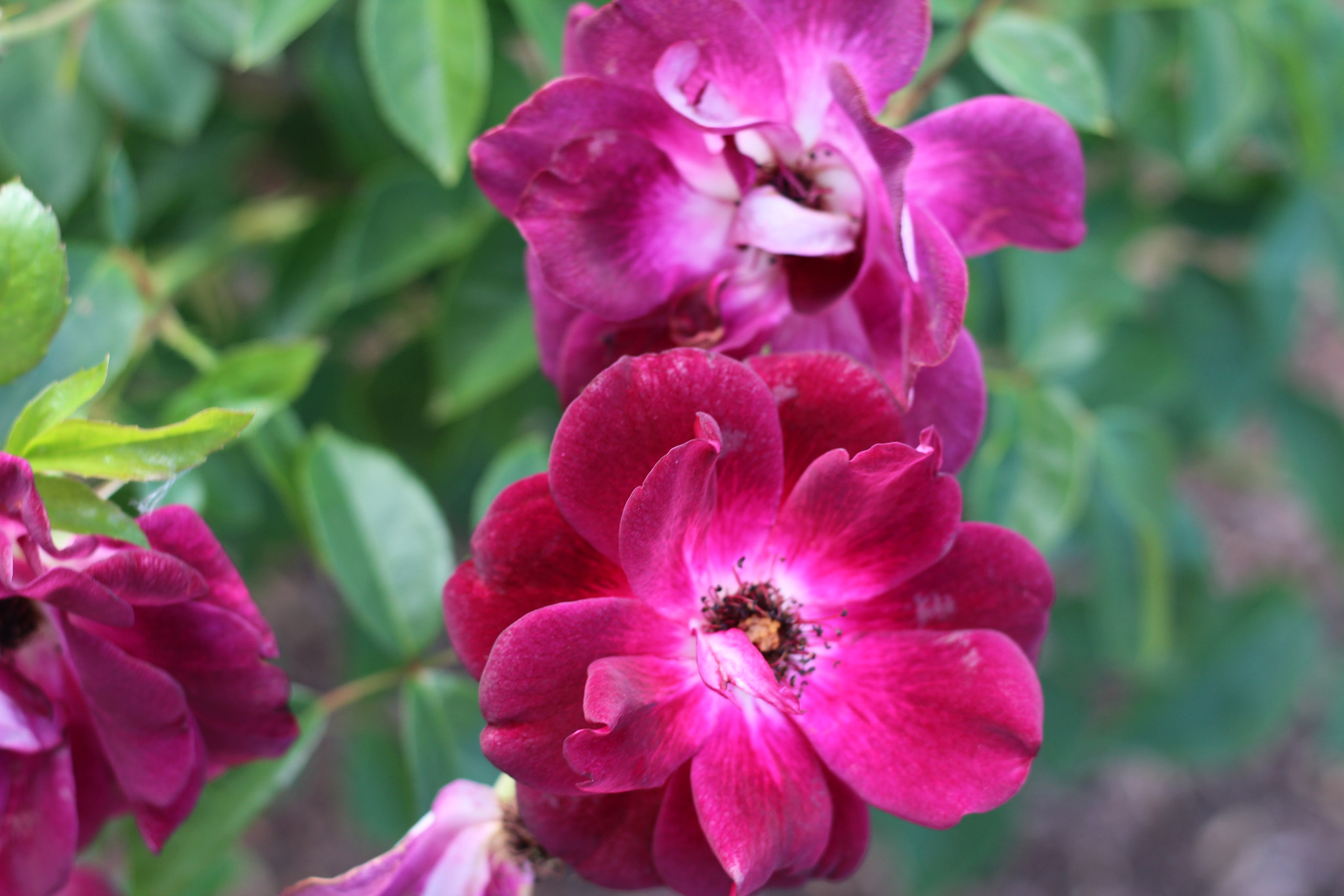 Canon EOS 1300D (EOS Rebel T6 / EOS Kiss X80) sample photo. Harry p. leu gardens photography