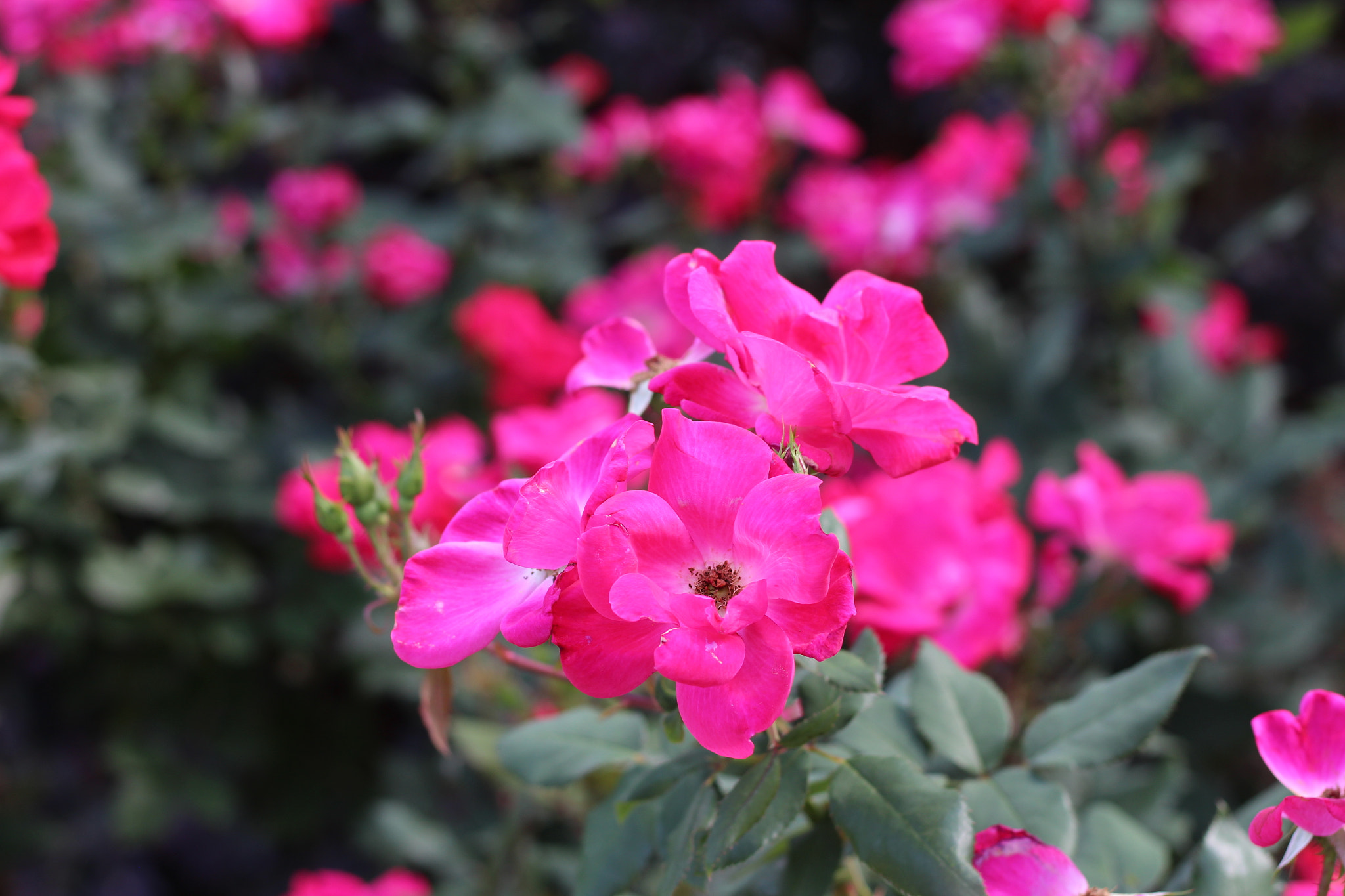 Canon EOS 1300D (EOS Rebel T6 / EOS Kiss X80) sample photo. Harry p. leu gardens photography
