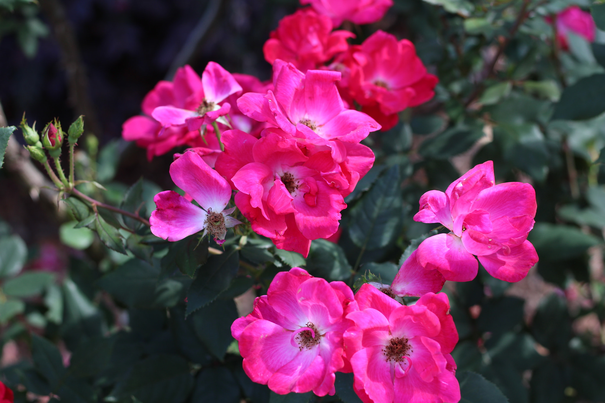 Canon EOS 1300D (EOS Rebel T6 / EOS Kiss X80) sample photo. Harry p. leu gardens photography