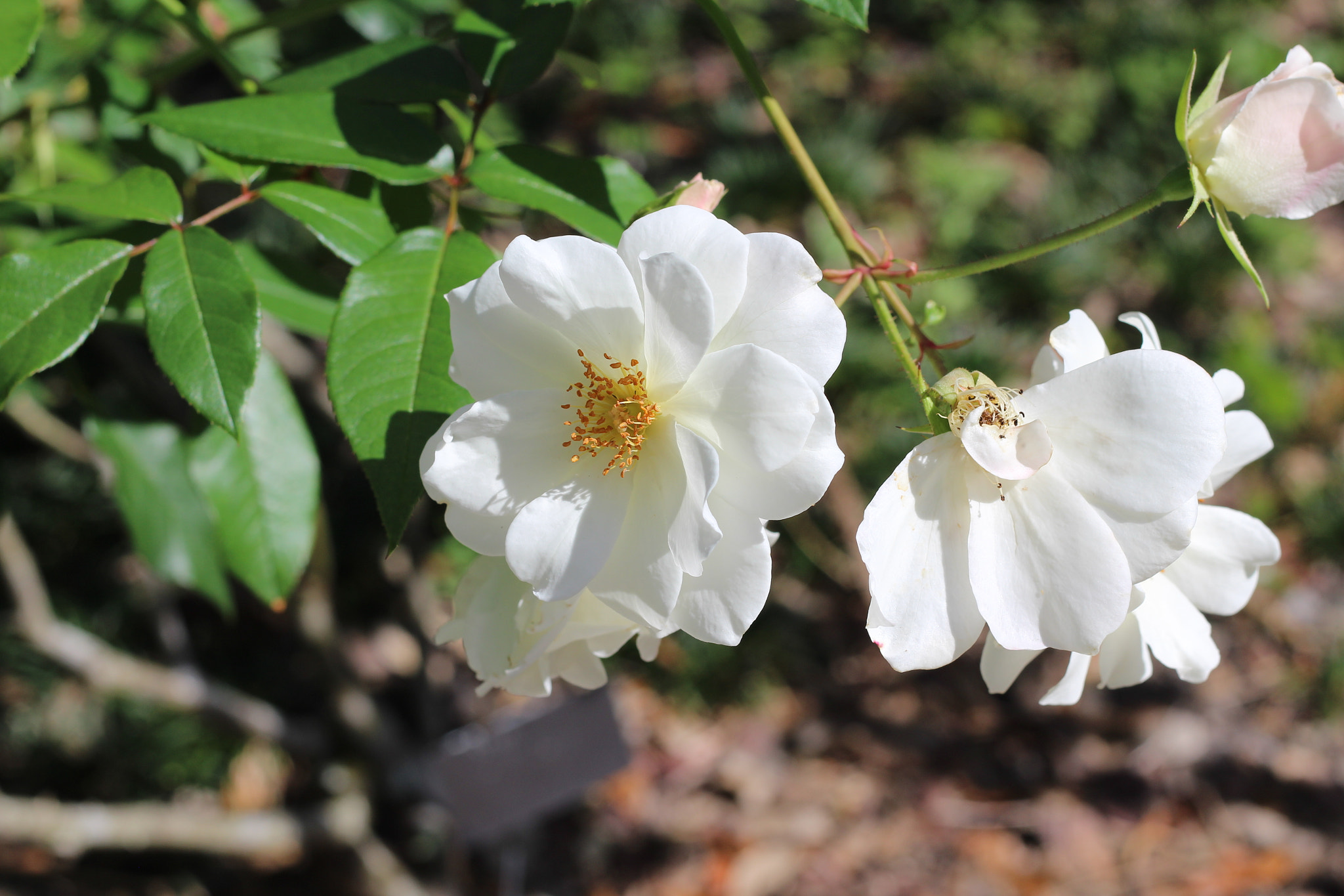 Canon EOS 1300D (EOS Rebel T6 / EOS Kiss X80) sample photo. Harry p. leu gardens photography