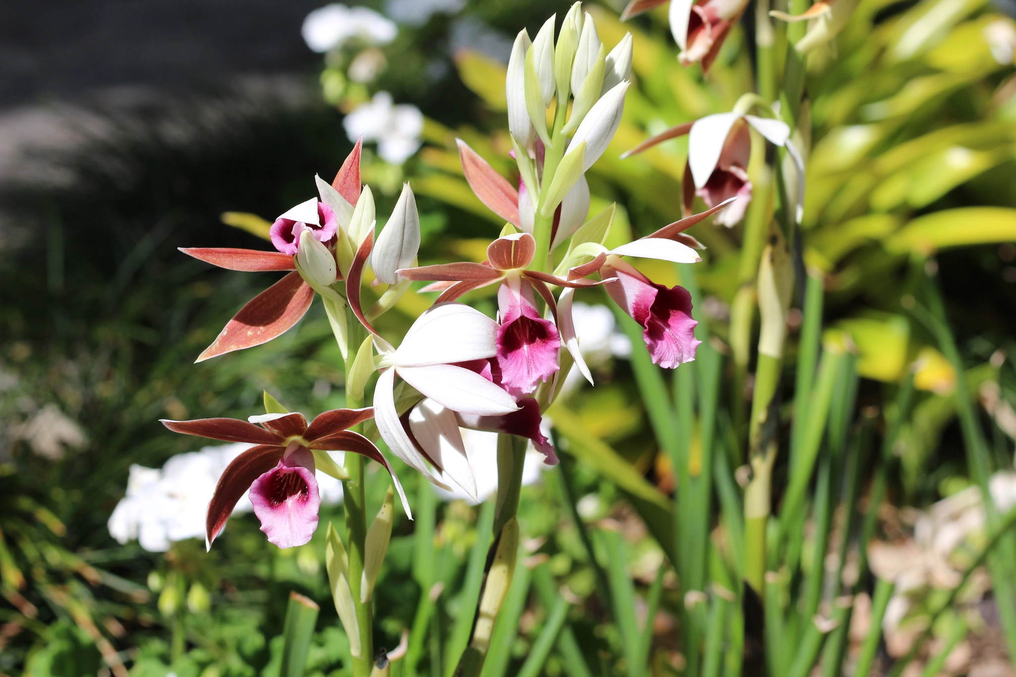 Canon EOS 1300D (EOS Rebel T6 / EOS Kiss X80) sample photo. Harry p. leu gardens photography
