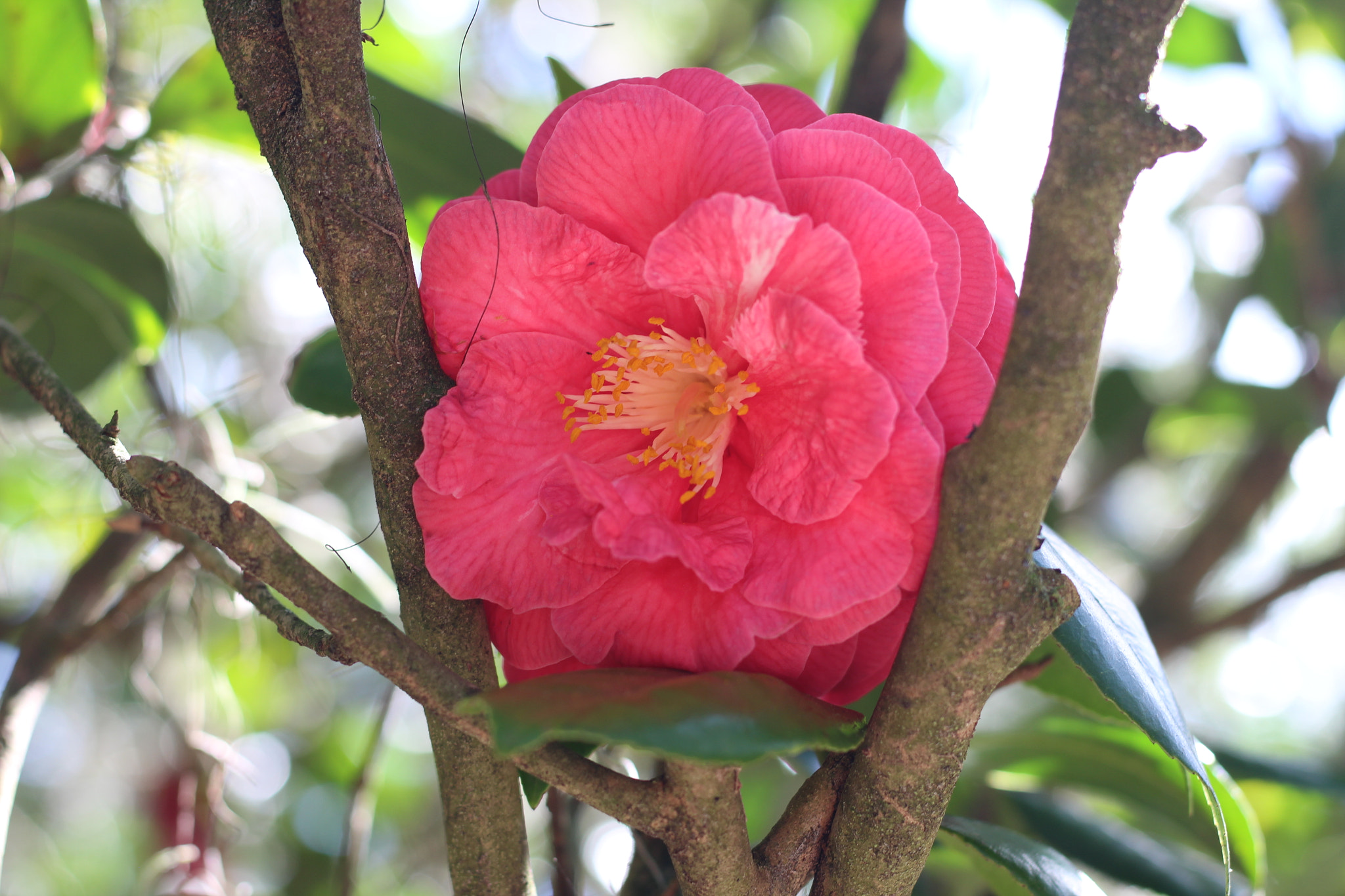 Canon EOS 1300D (EOS Rebel T6 / EOS Kiss X80) sample photo. Harry p. leu gardens photography