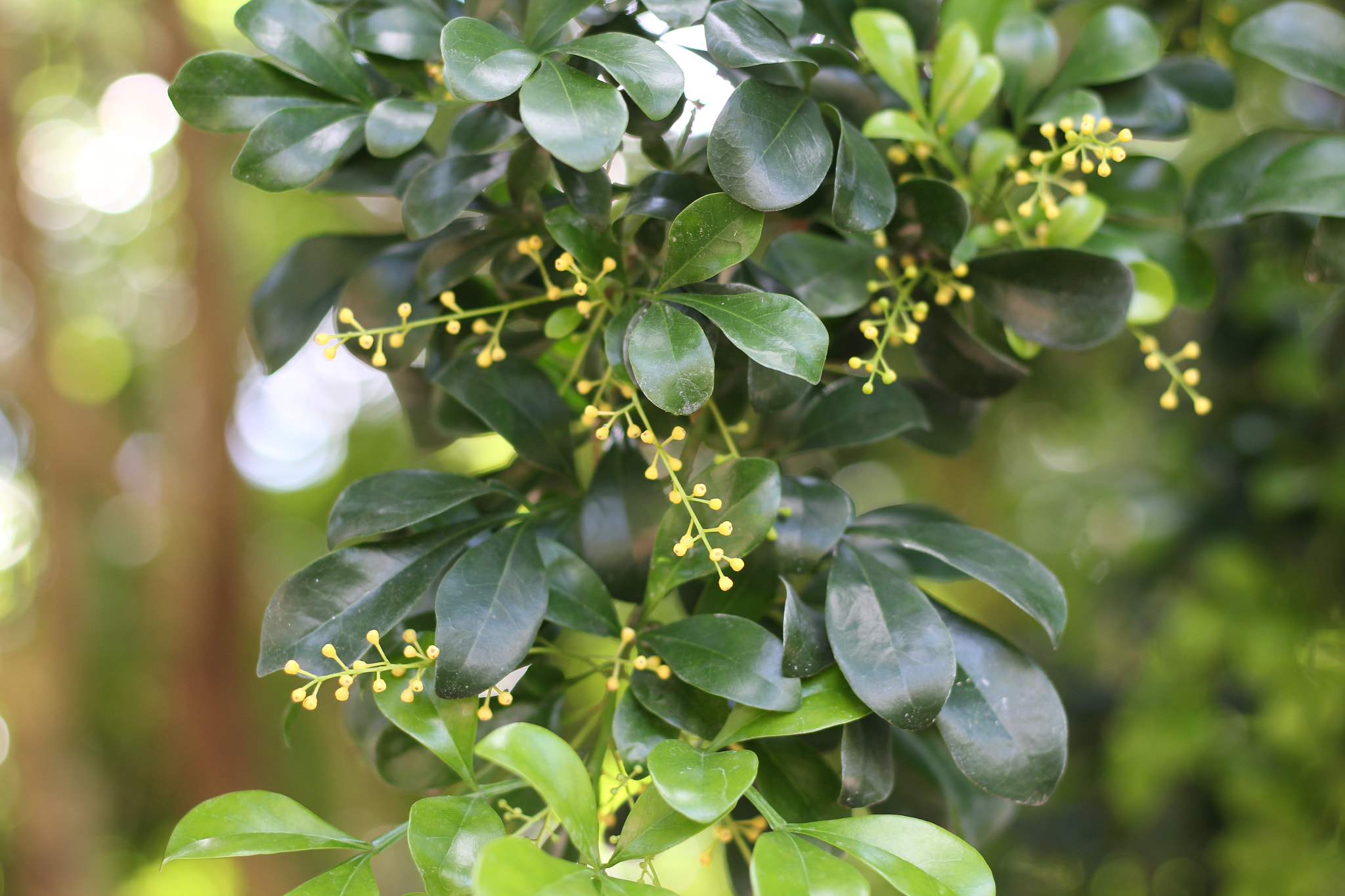 Canon EOS 1300D (EOS Rebel T6 / EOS Kiss X80) sample photo. Harry p. leu gardens photography