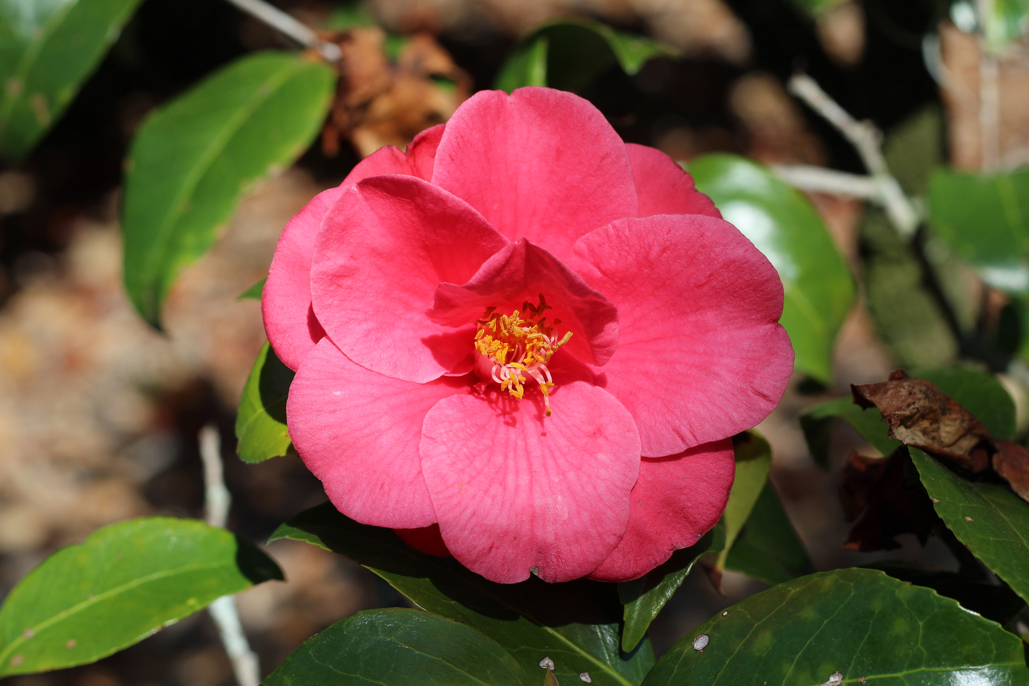 Canon EOS 1300D (EOS Rebel T6 / EOS Kiss X80) sample photo. Harry p. leu gardens photography