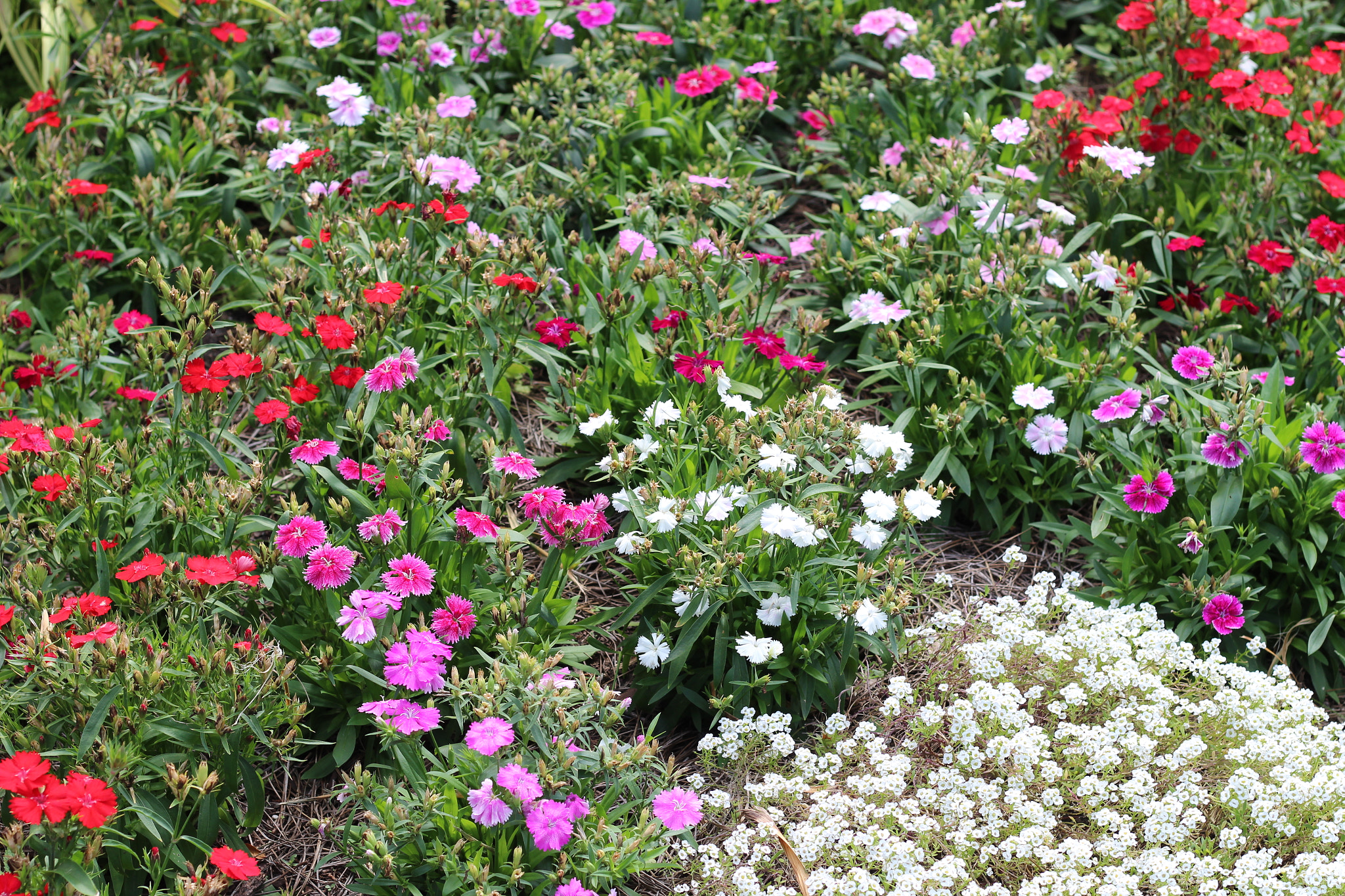 Canon EOS 1300D (EOS Rebel T6 / EOS Kiss X80) sample photo. Harry p. leu gardens photography