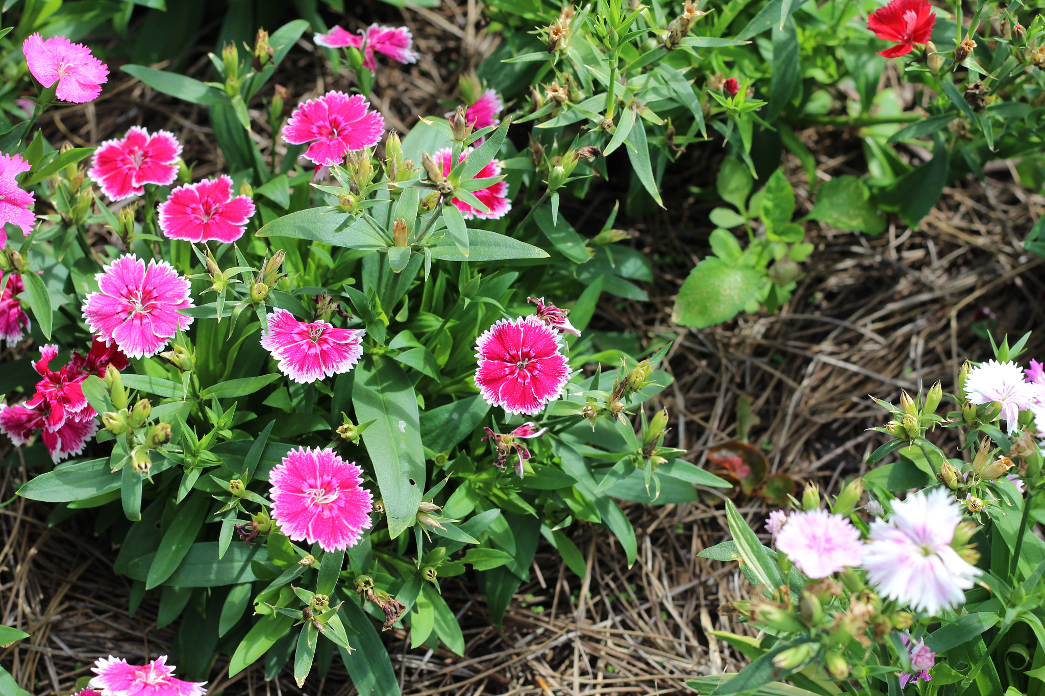 Canon EOS 1300D (EOS Rebel T6 / EOS Kiss X80) sample photo. Harry p. leu gardens photography