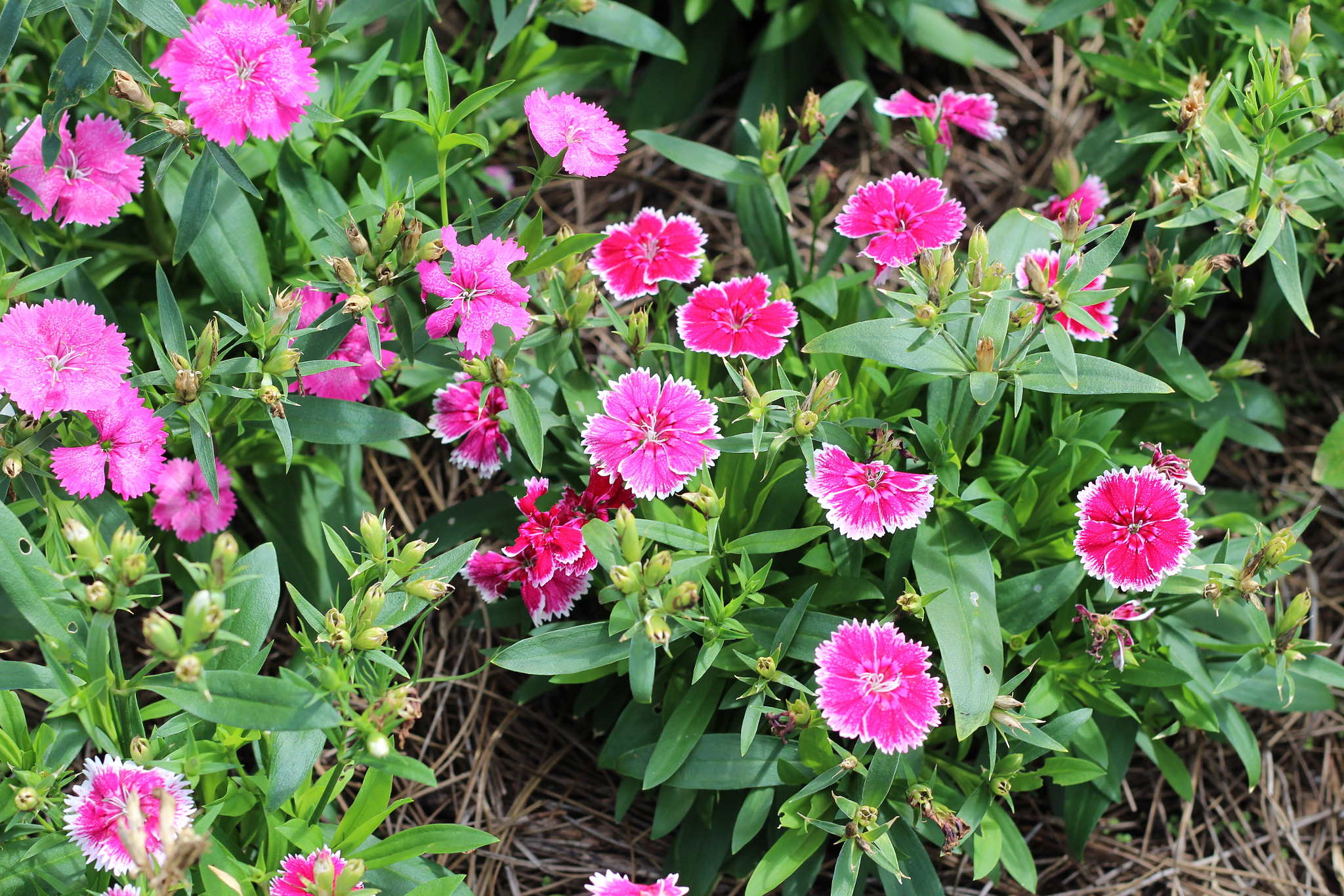 Canon EOS 1300D (EOS Rebel T6 / EOS Kiss X80) sample photo. Harry p. leu gardens photography