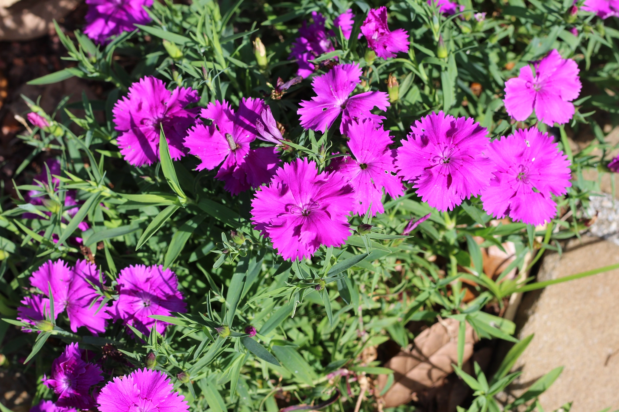 Canon EOS 1300D (EOS Rebel T6 / EOS Kiss X80) sample photo. Harry p. leu gardens photography