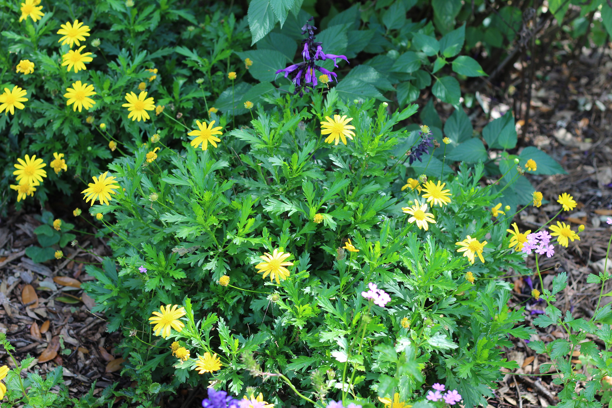 Canon EOS 1300D (EOS Rebel T6 / EOS Kiss X80) sample photo. Harry p. leu gardens photography