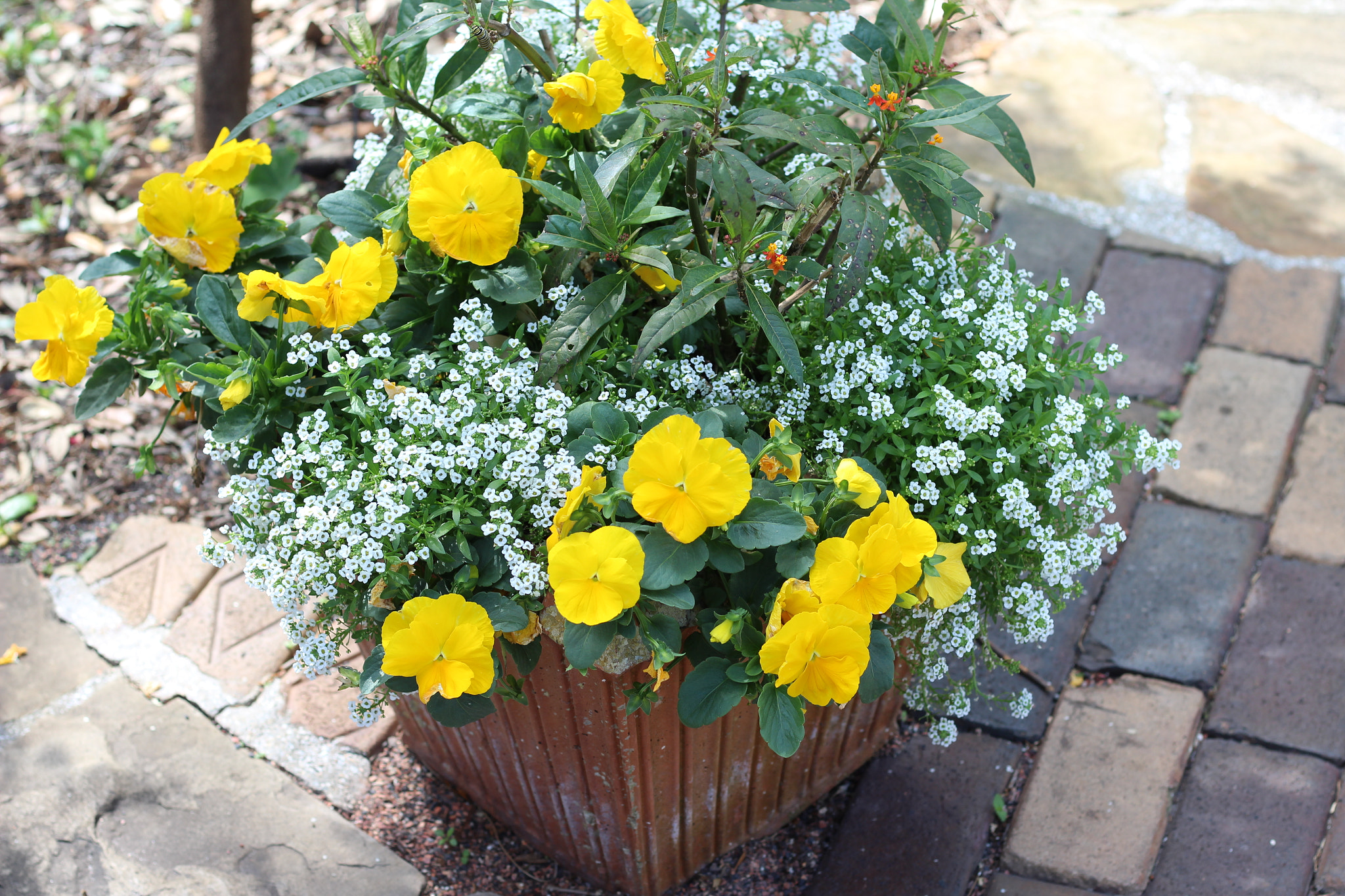 Canon EOS 1300D (EOS Rebel T6 / EOS Kiss X80) sample photo. Harry p. leu gardens photography