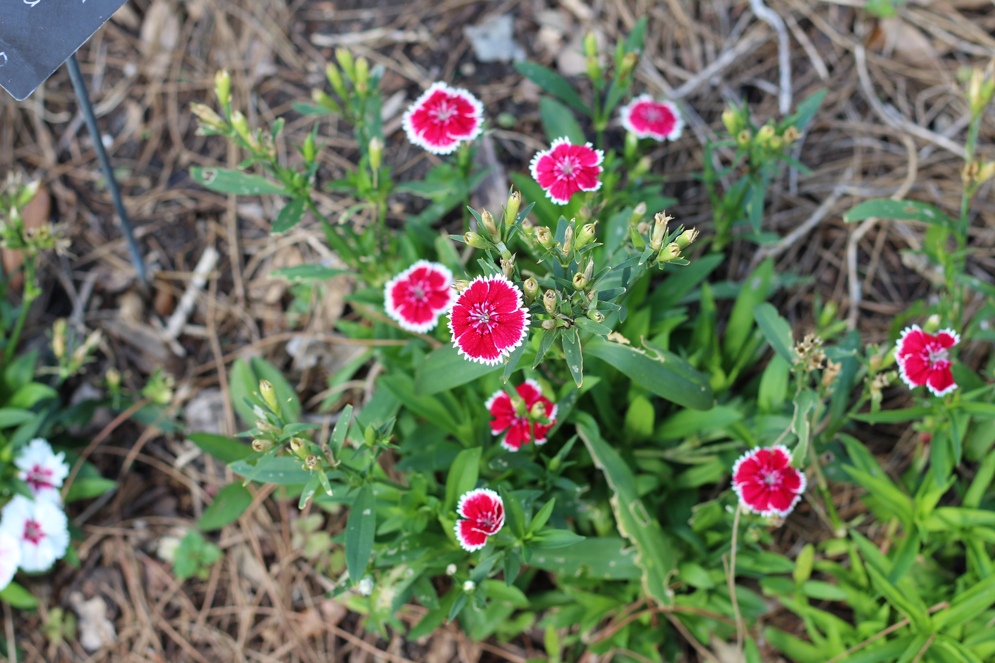 Canon EOS 1300D (EOS Rebel T6 / EOS Kiss X80) sample photo. Harry p. leu gardens photography