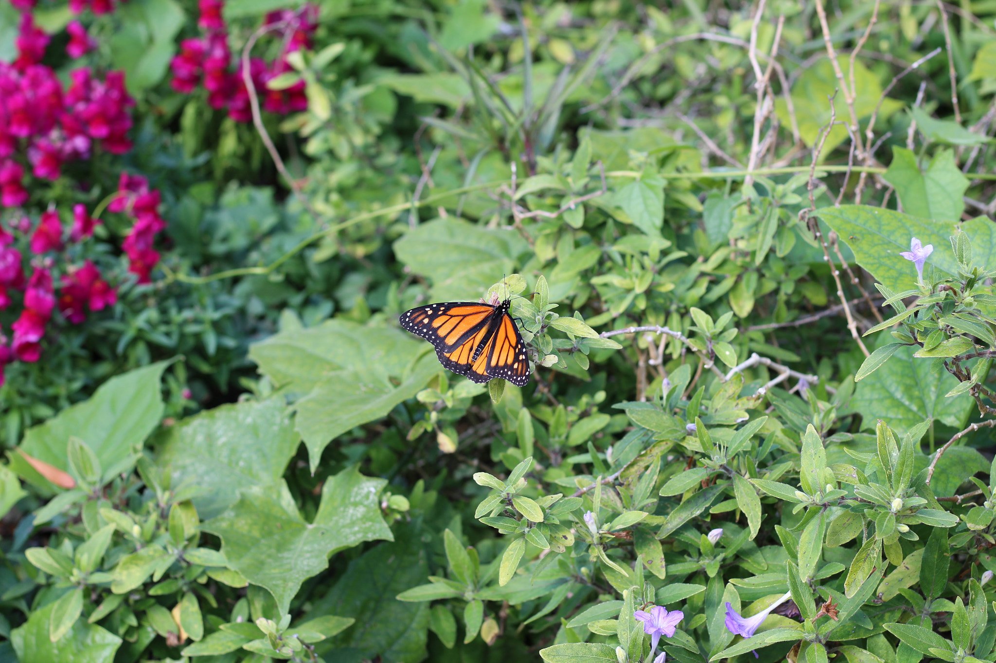 Canon EOS 1300D (EOS Rebel T6 / EOS Kiss X80) sample photo. Harry p. leu gardens photography