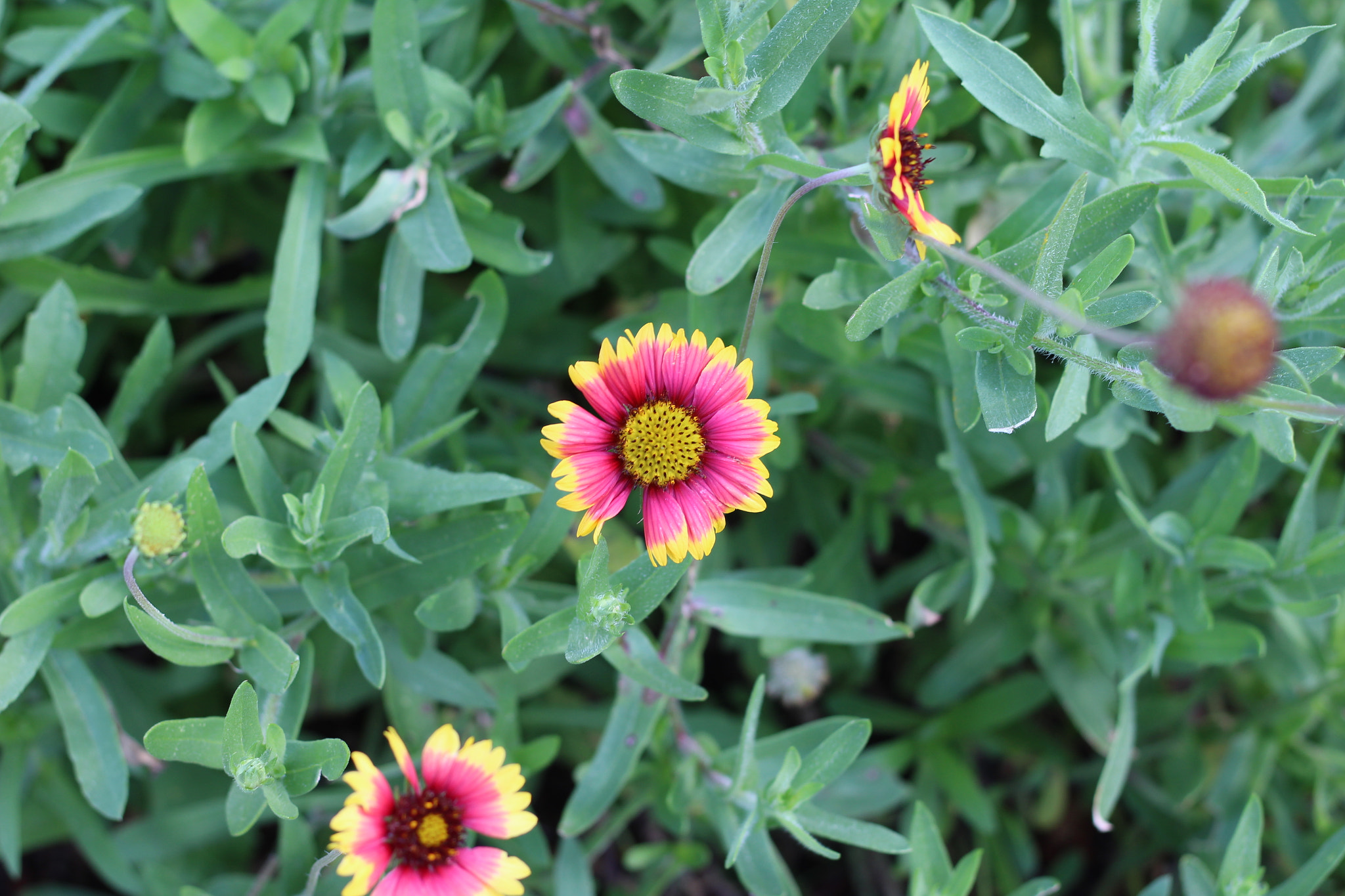 Canon EOS 1300D (EOS Rebel T6 / EOS Kiss X80) sample photo. Harry p. leu gardens photography