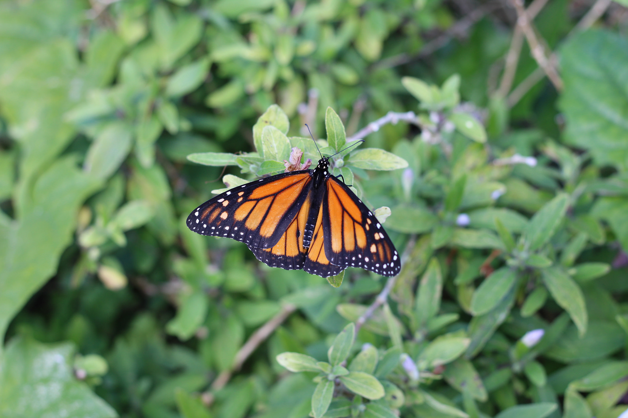 Canon EOS 1300D (EOS Rebel T6 / EOS Kiss X80) sample photo. Harry p. leu gardens photography